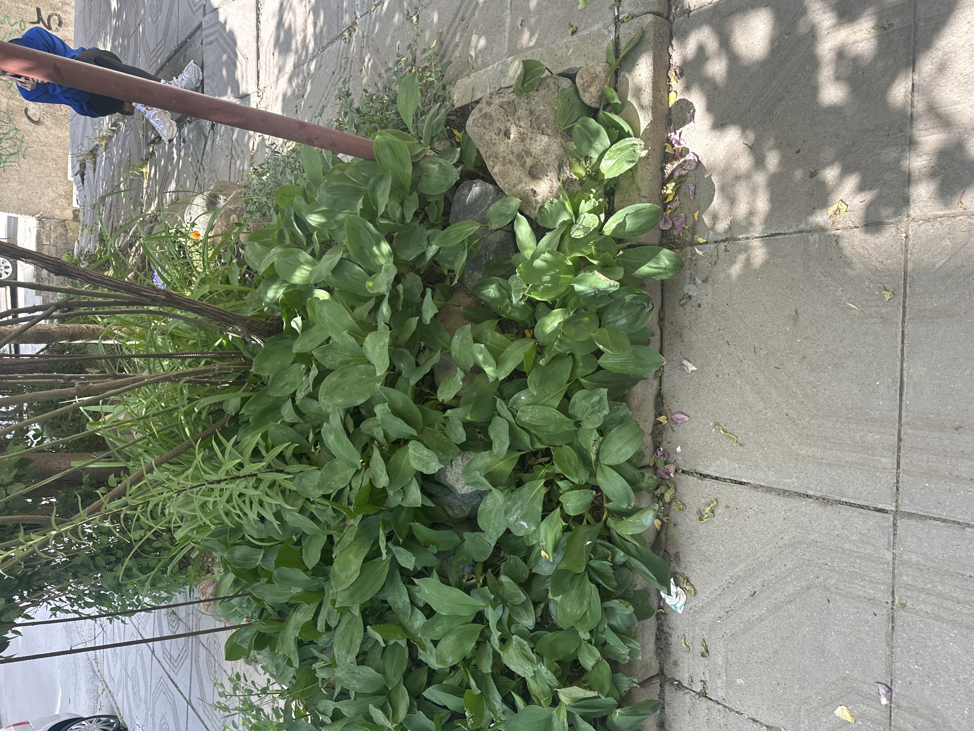 Morning urban greenery documented alongside Sofia sidewalk infrastructure