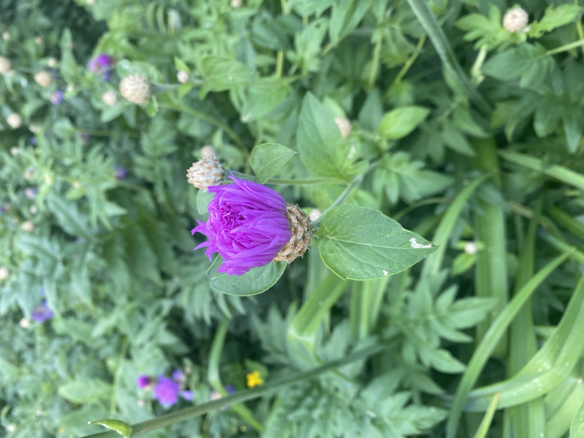 Close-up garden and nature details, plus a summer concert poster