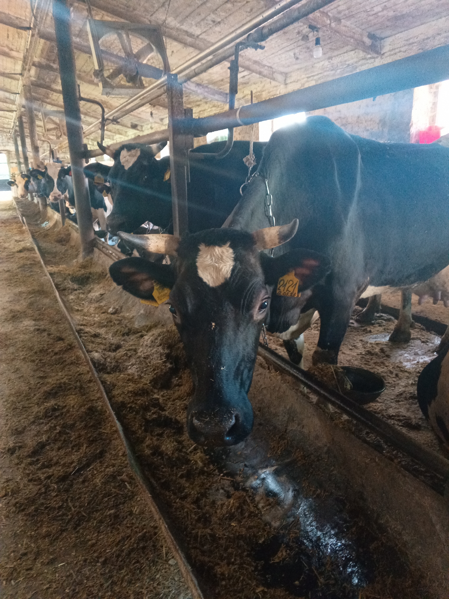 Inside a Russian barn with Holstein Friesians
