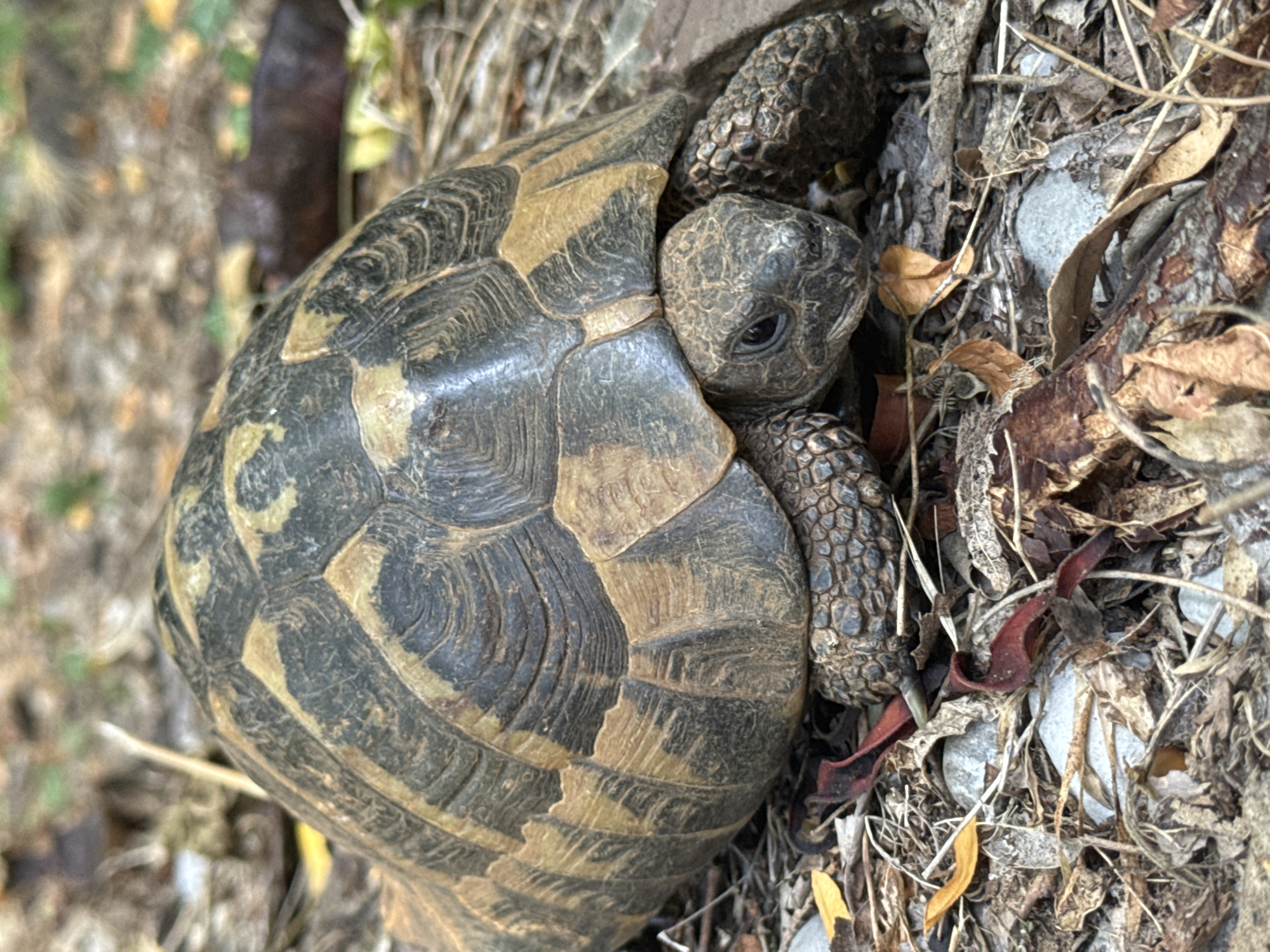 Sun, sea, and a tortoise: a Mediterranean summer day