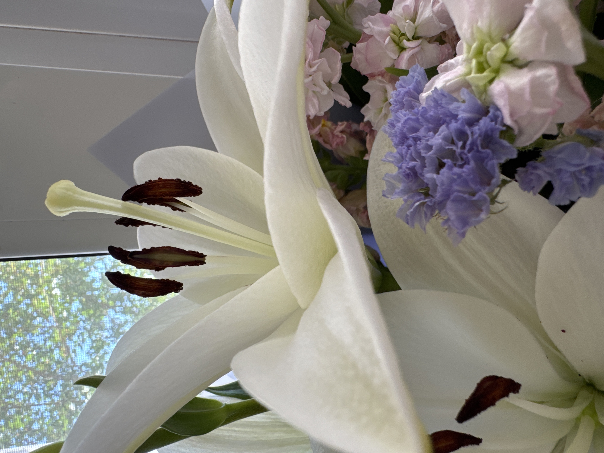 White lilies by a curtained window, close up