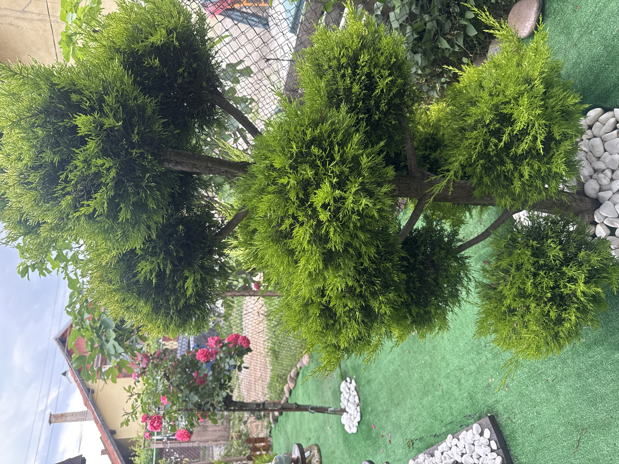 Elaborate garden showcase documented in Kostinbrod, Bulgaria residential area