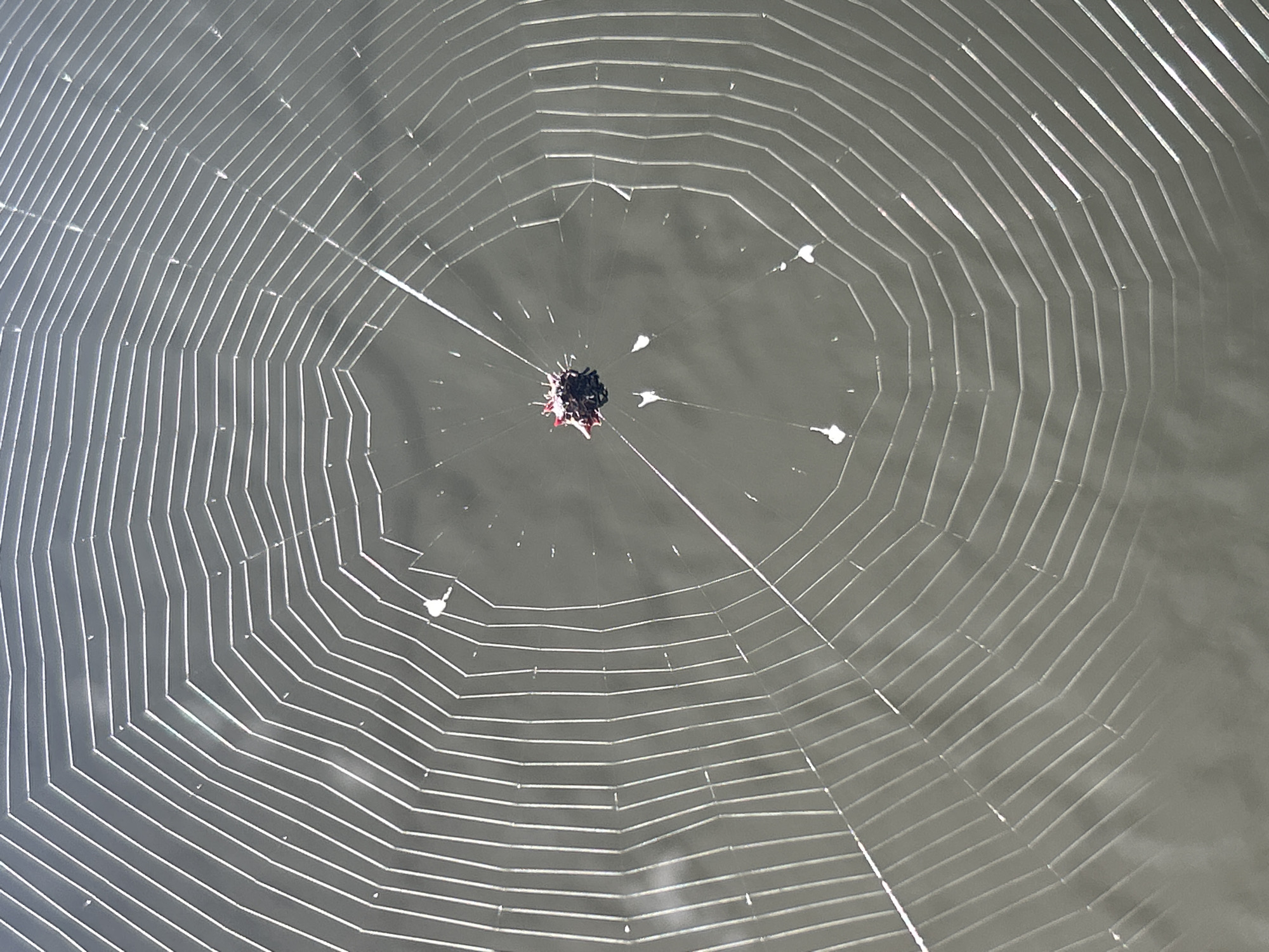 Spiny orb-weaver spider centered on its web in Cape Coral