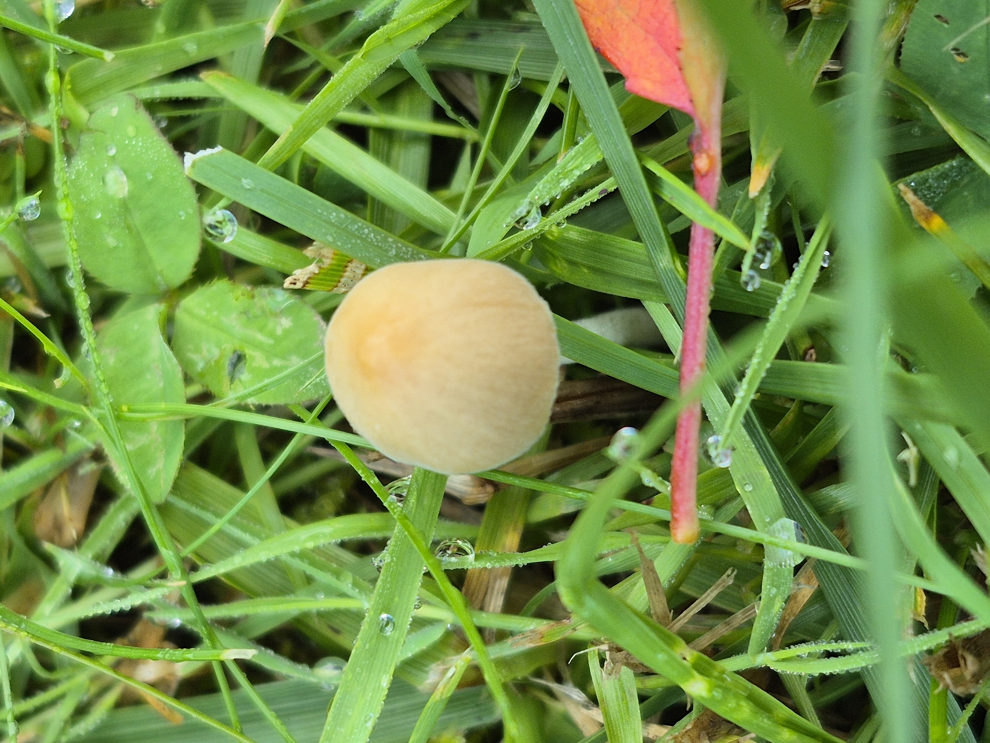 Snails, dew, and a Chihuahua in a wet morning garden