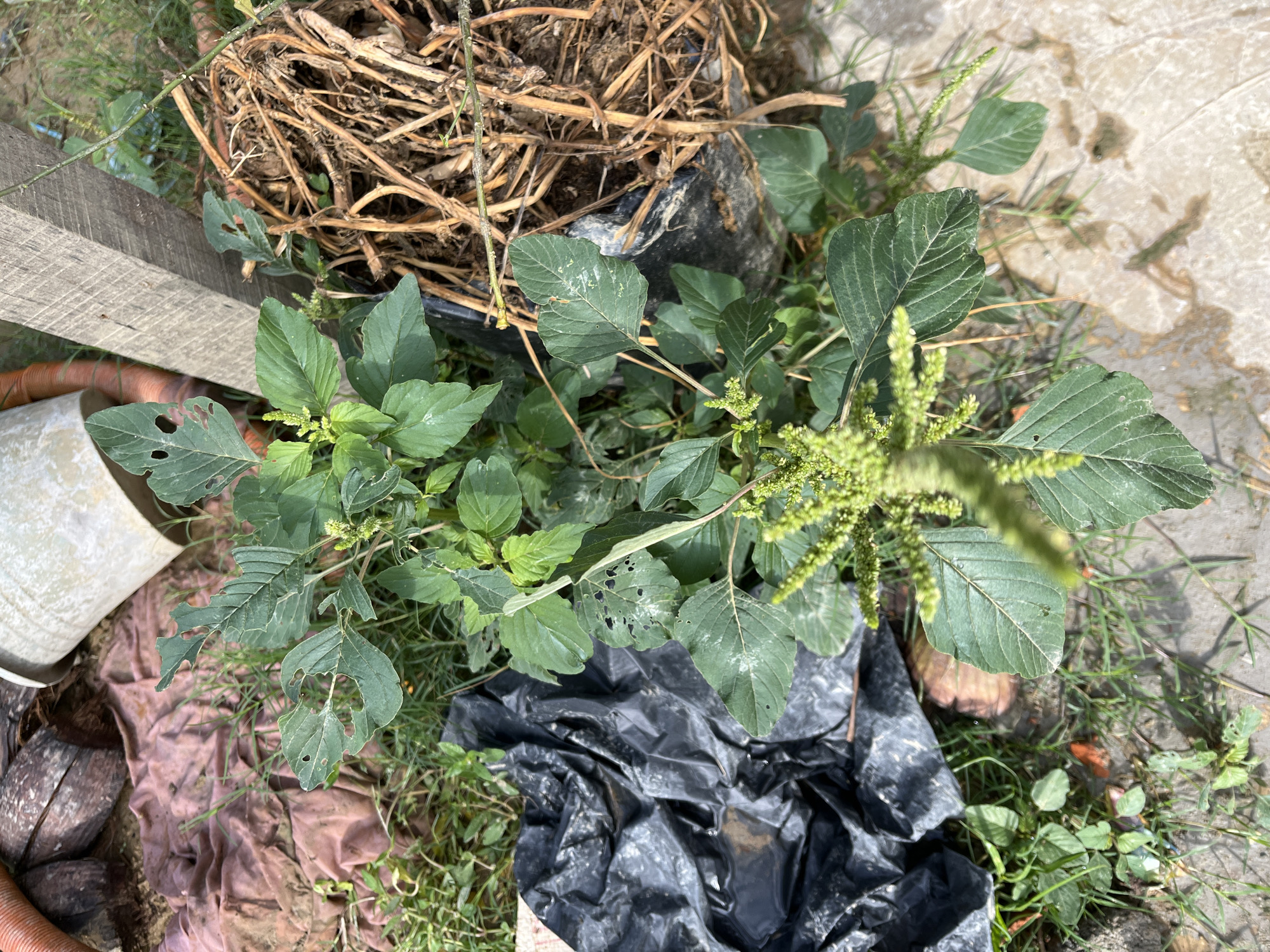 Rural household life in Benuaraja — kids, plants, and daily routines