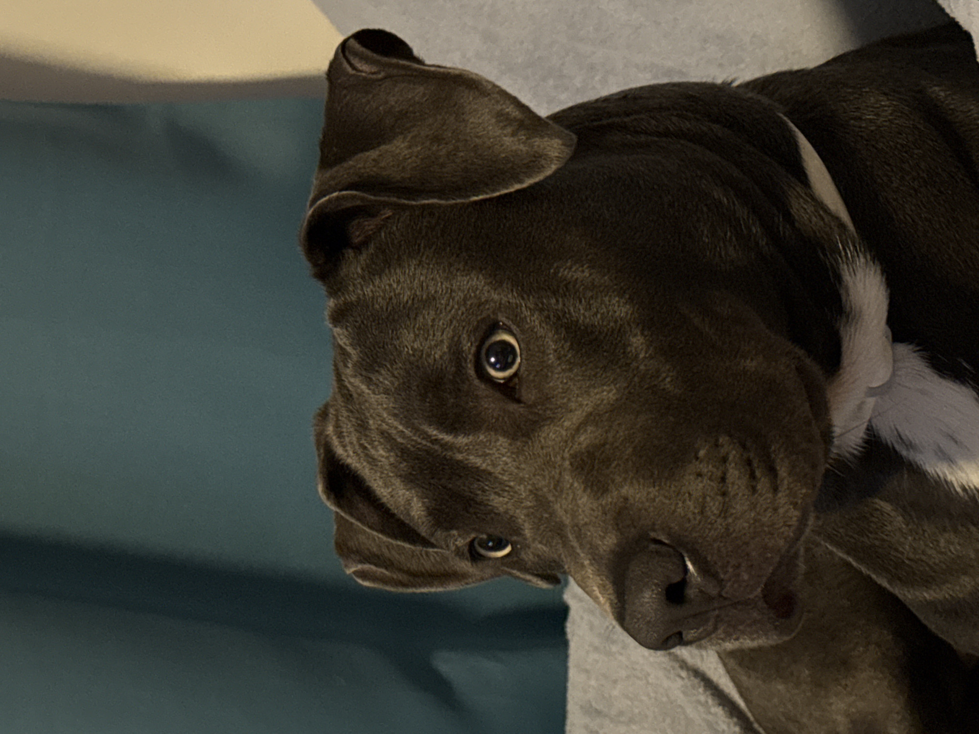 Dog plays with toys on bed in Varna