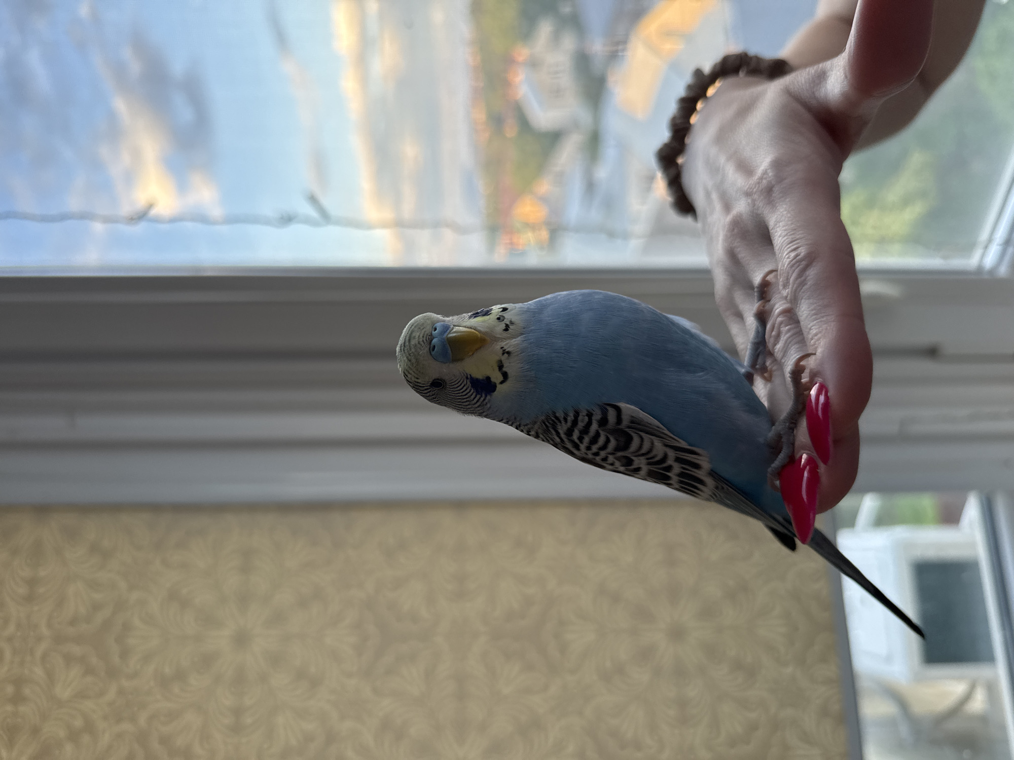 Budgerigar on a hand, construction site from above