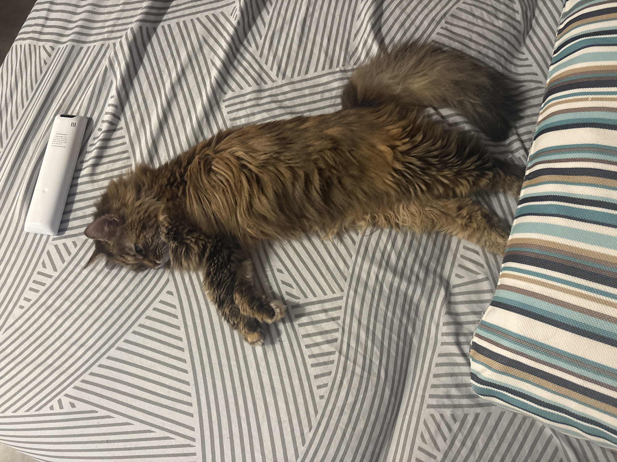 Incense, a sleeping cat, and a slow Sunday in Montenegro