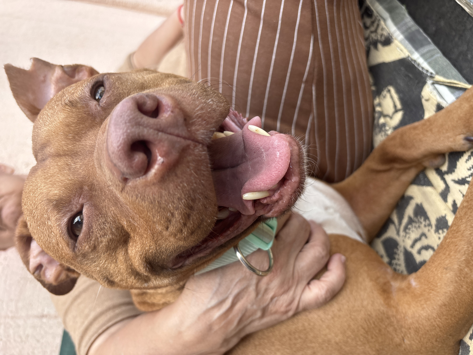 Dog owner captures intimate moments with pet in Lom