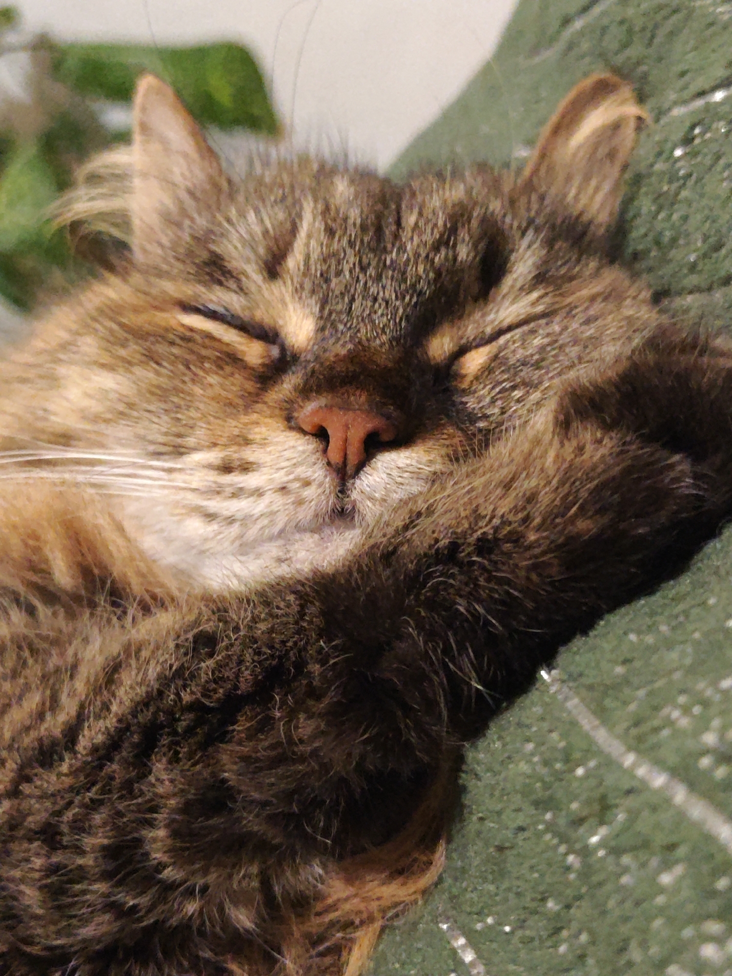 Two cats napping at home in Odesa on a summer afternoon