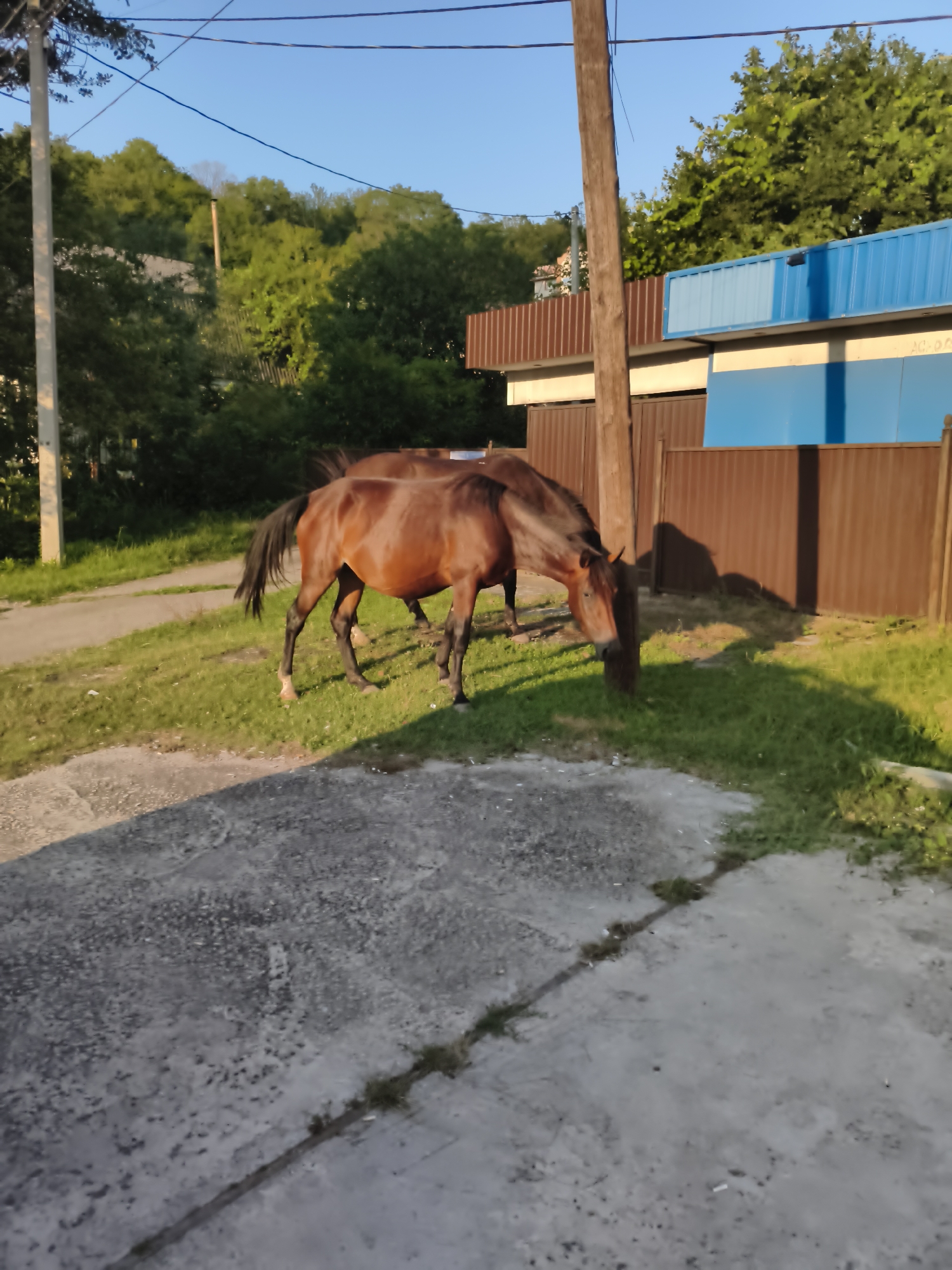 Horses grazing and getting hand-fed bread in Sochi
