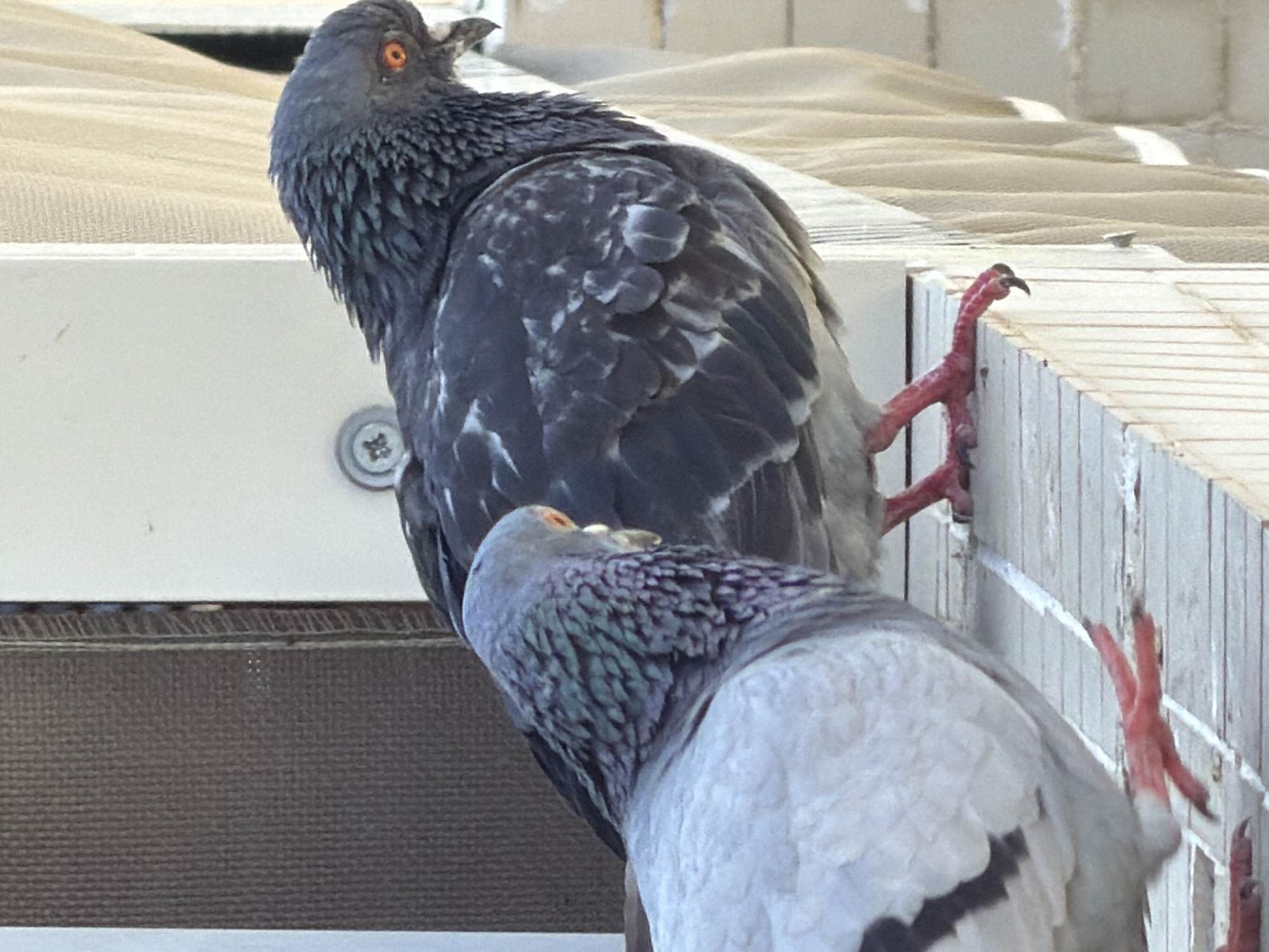 Morning foot traffic and pigeons along an Ashdod pathway