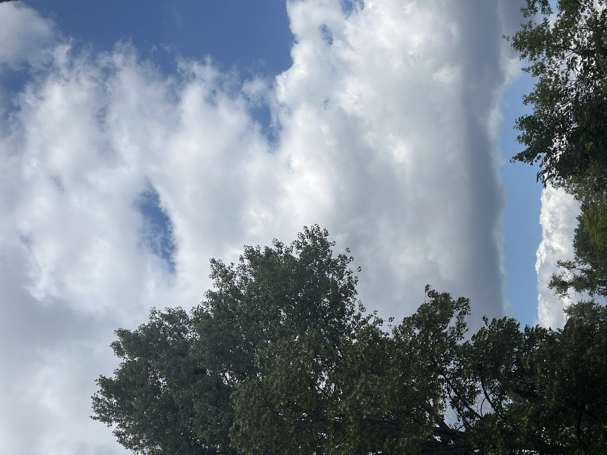 Summer skies over Warsaw, shot from under the trees
