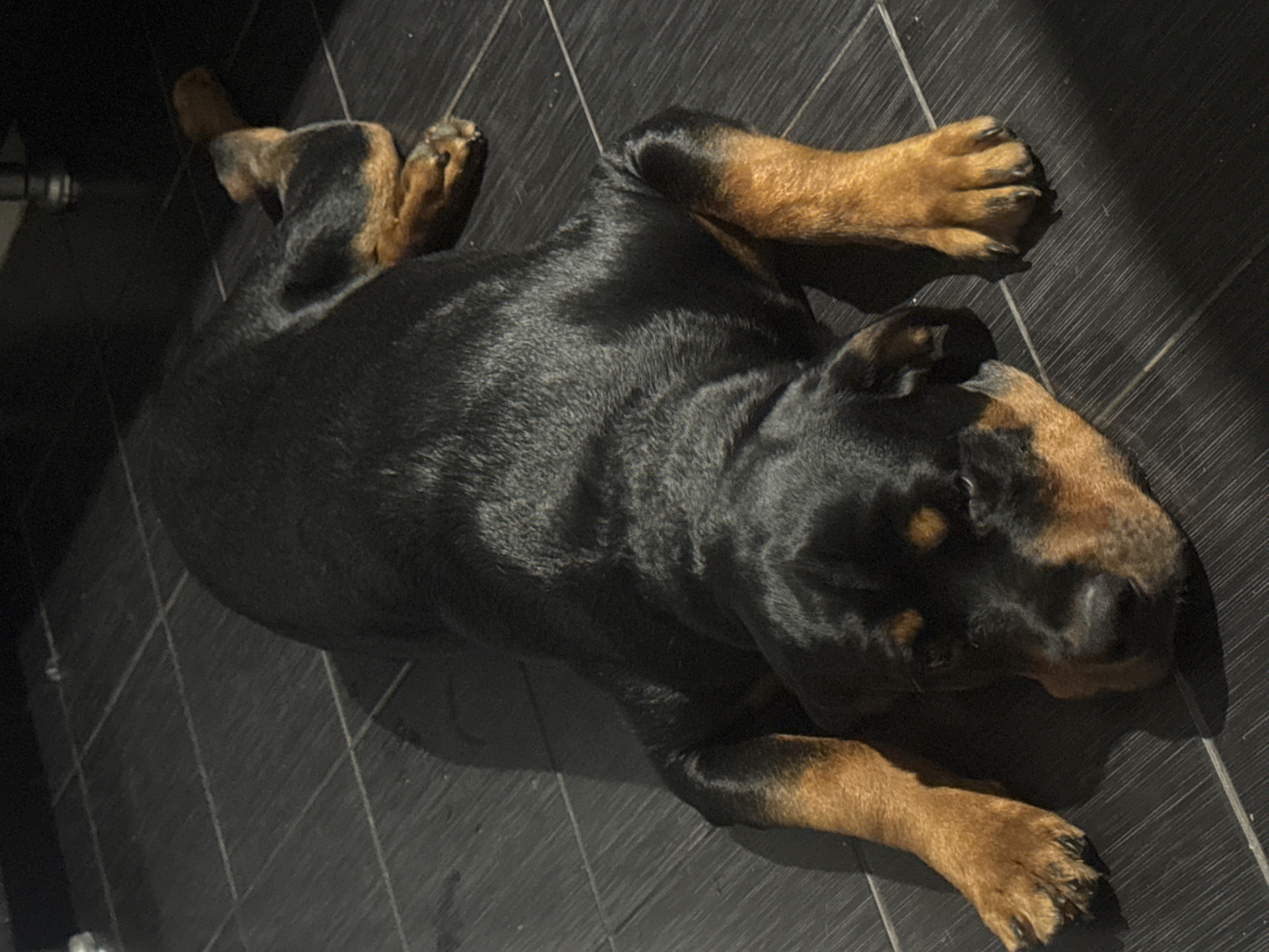 Rottweiler at rest in a Volgograd home