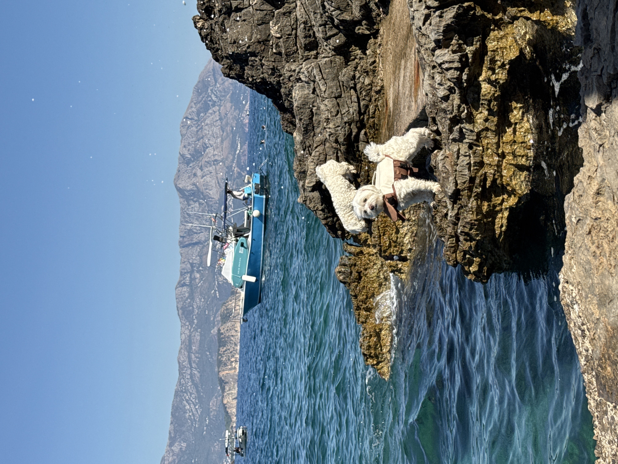 Dogs on the rocks and a coastal path in Montenegro