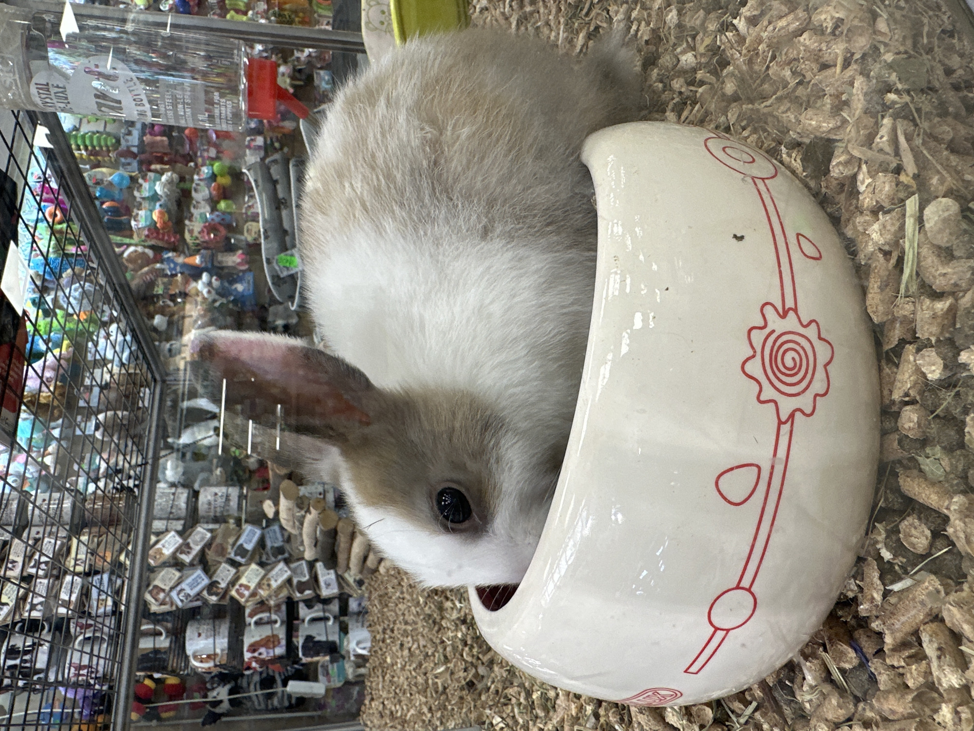 Rabbit in ceramic bowl, toddler on toy train captured in Poland