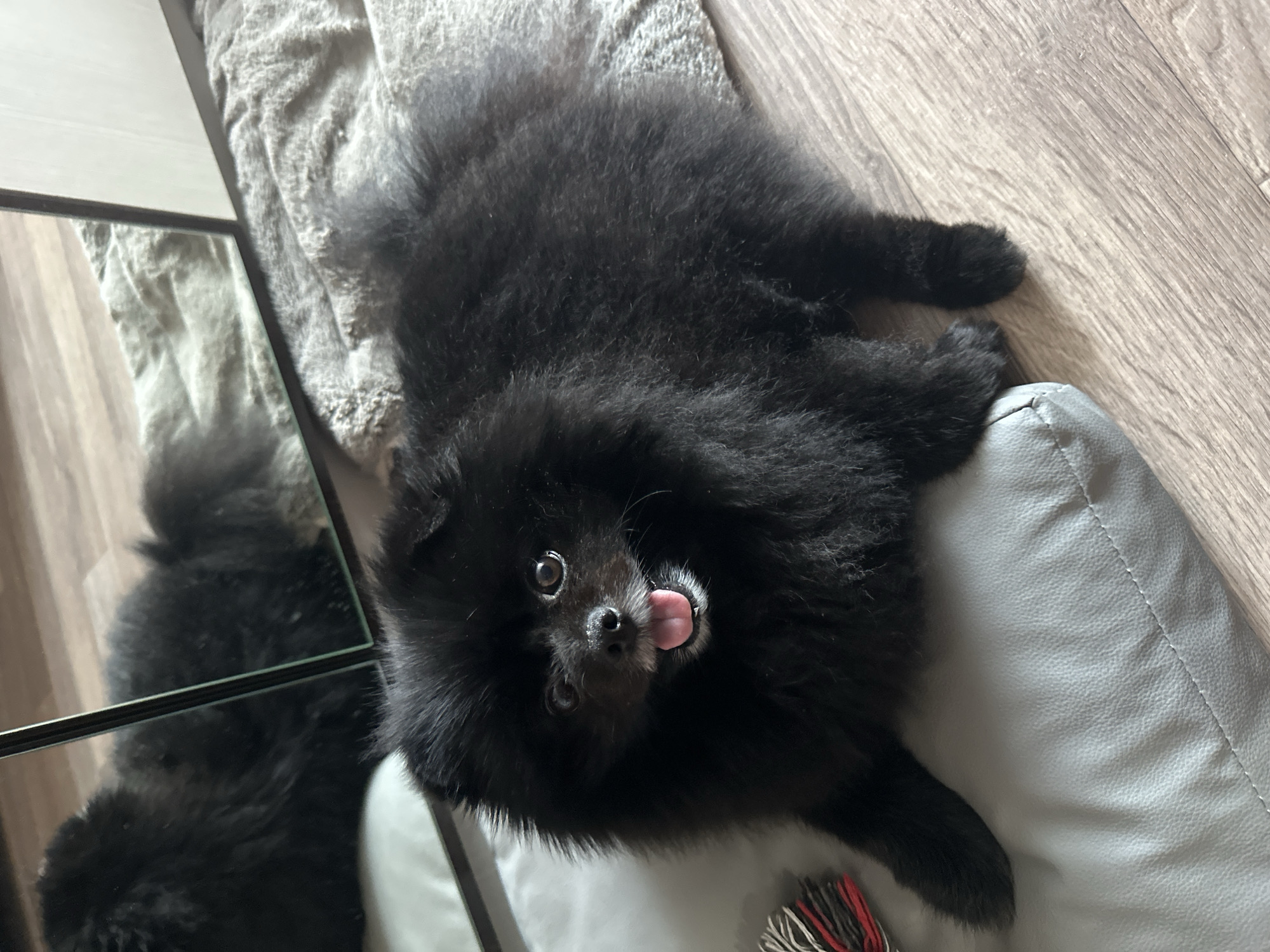 Fluffy black Pomeranian relaxing on a rug in Petropavl