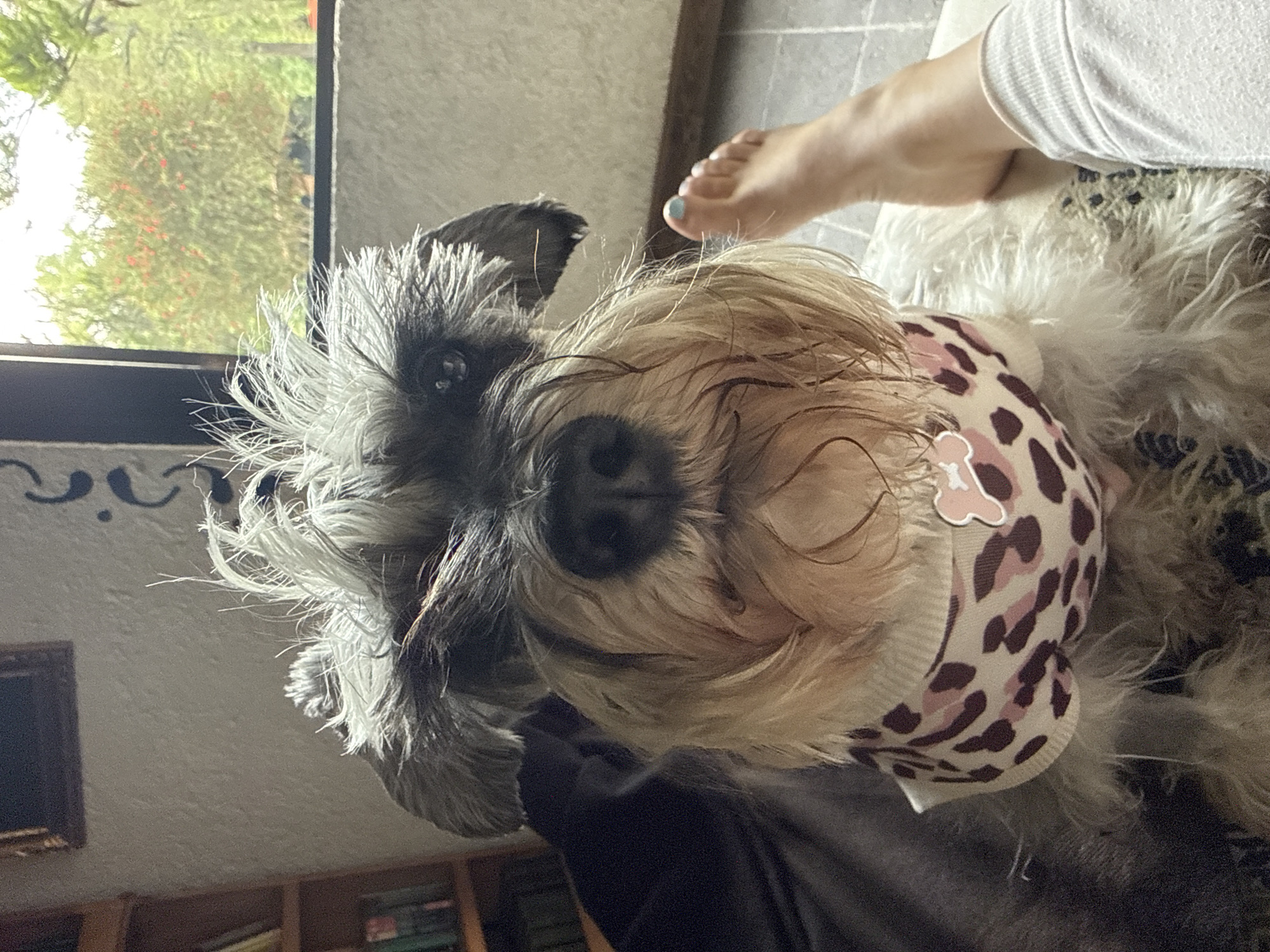 Dressed Schnauzer photographed with owner in Cañada de Madero