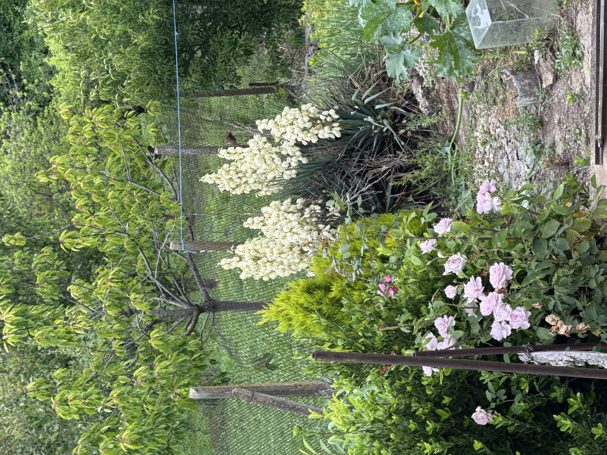 Quiet moments captured in rural Slavyani, Bulgaria gardens