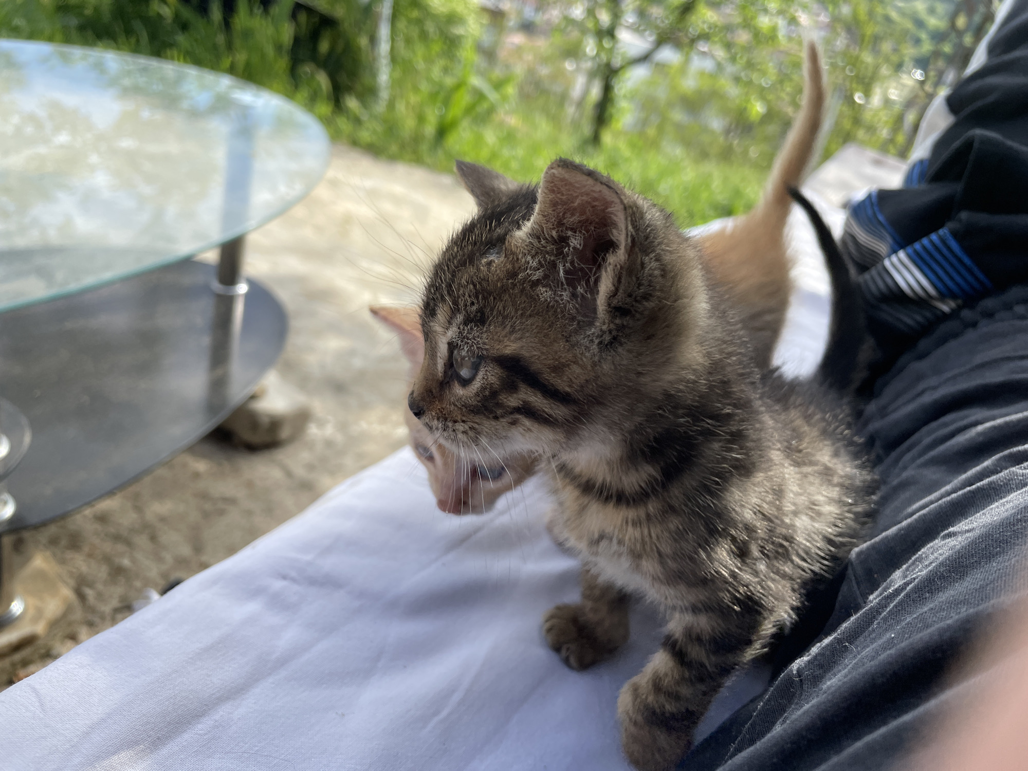 Pets enjoy afternoon playtime in Bulgarian mountain town
