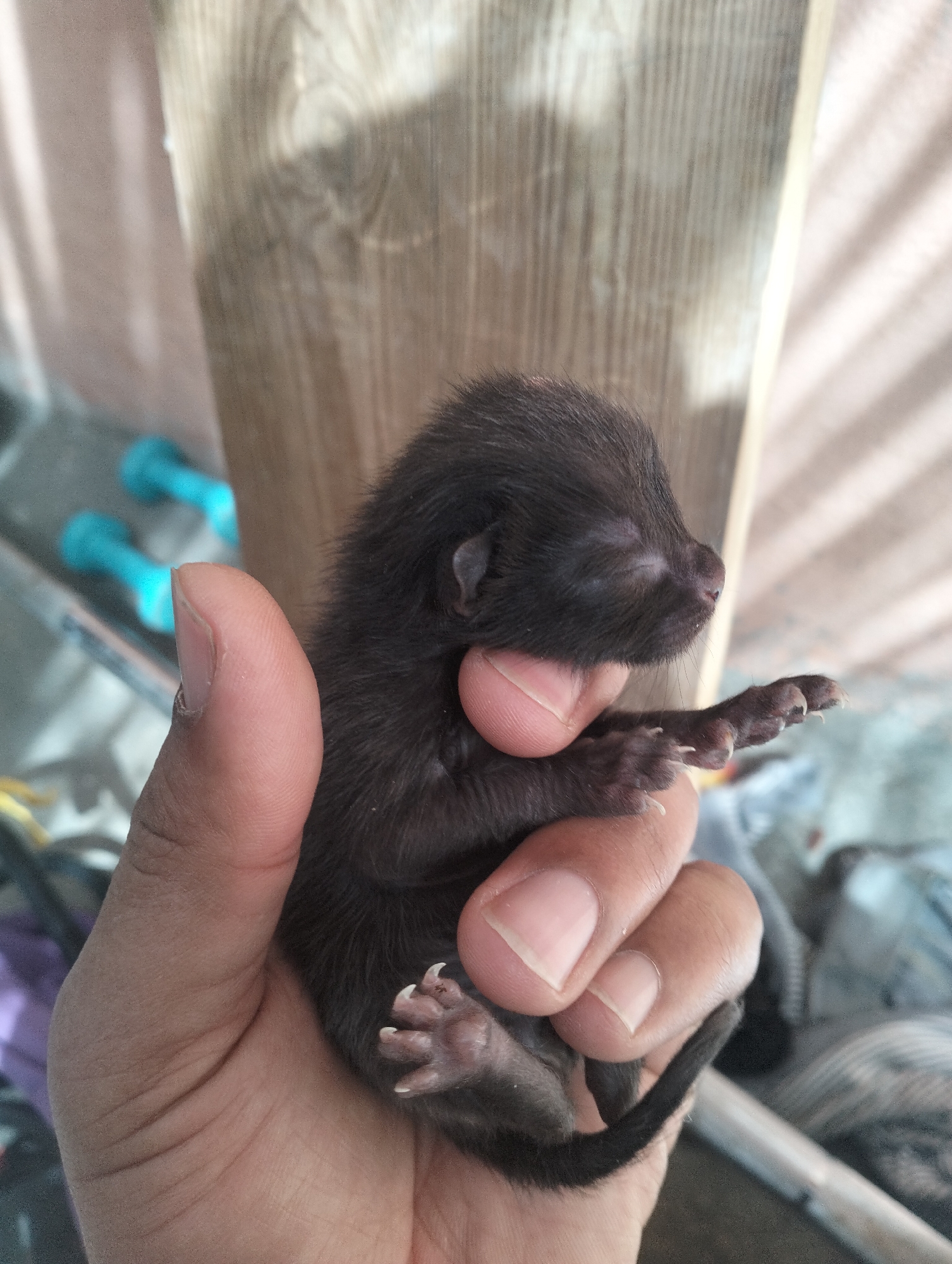 Newborn kittens documented in rural Morocco village