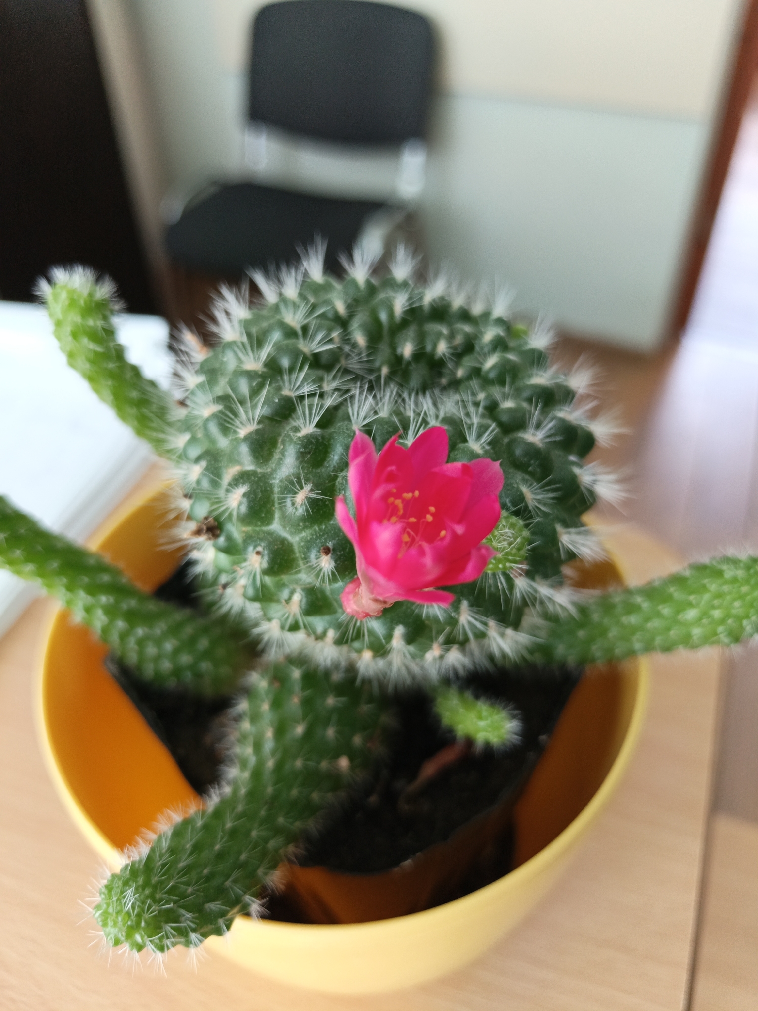 Pink cactus flower in full bloom, Belarus