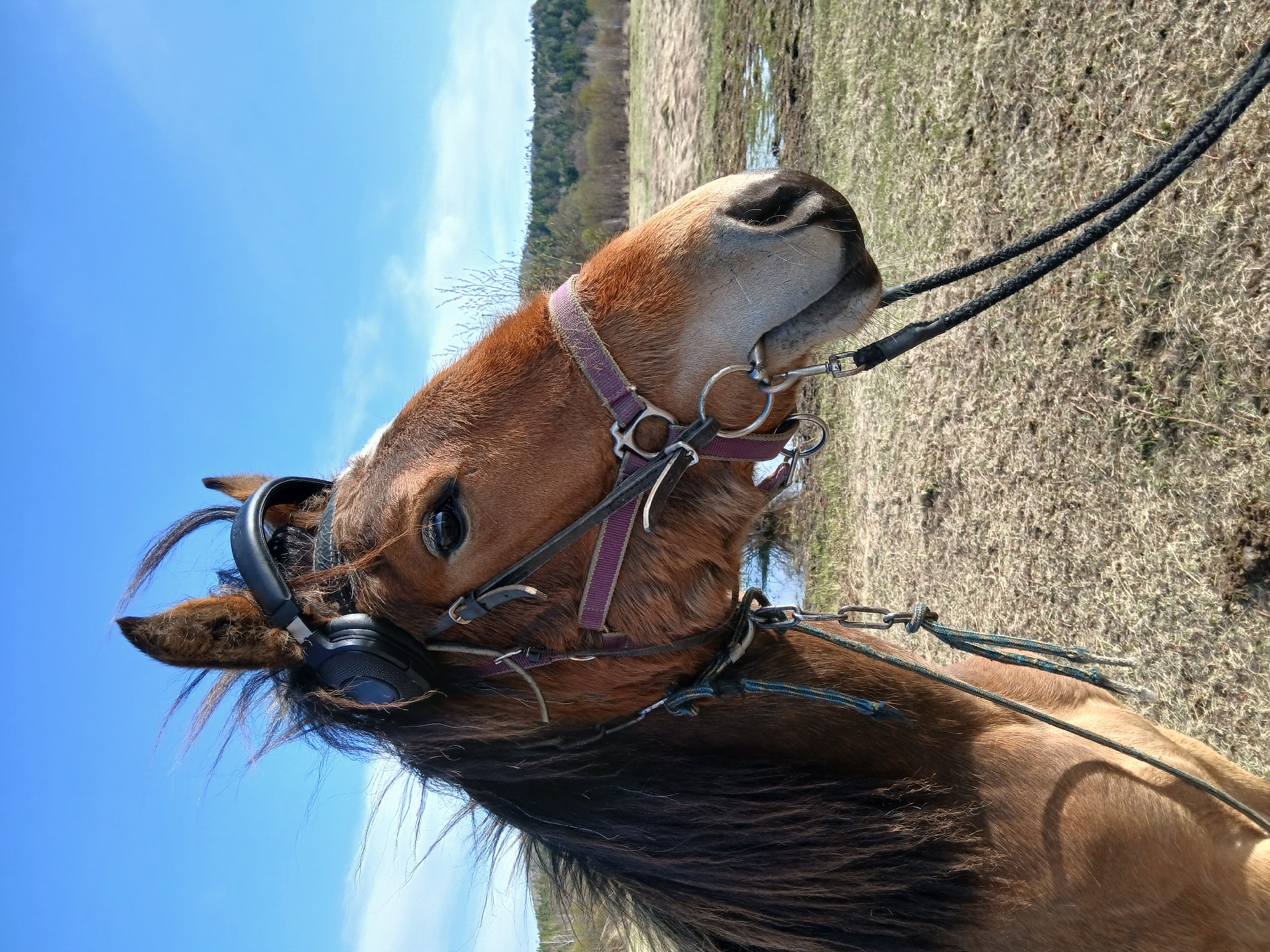 Horse spotted wearing headphones in open field