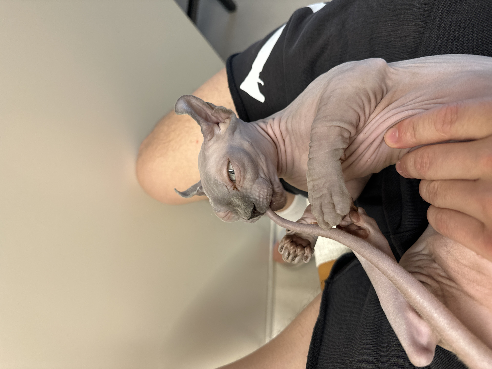 Person holds Sphynx kitten indoors in Tel-Aviv