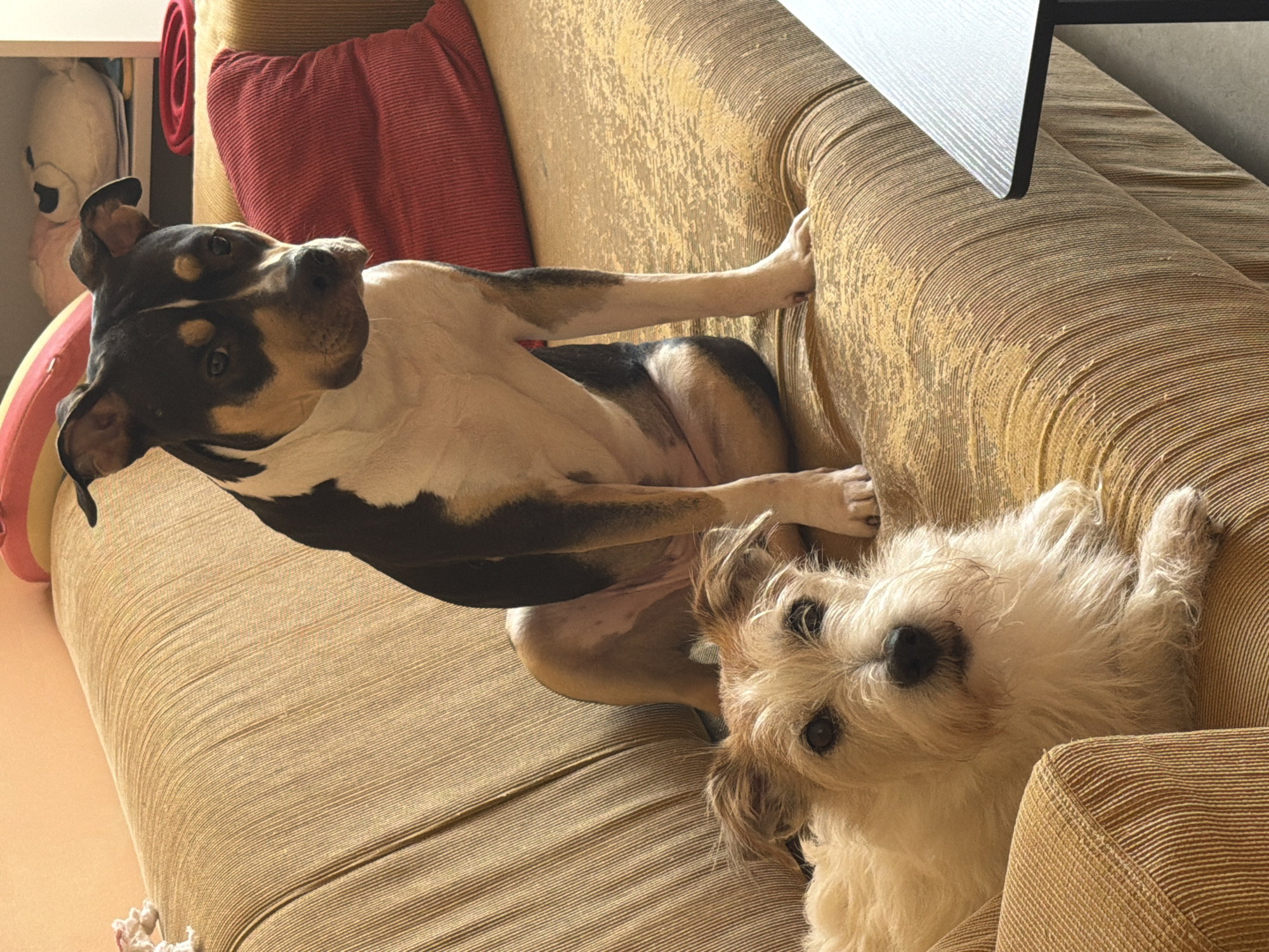 Woman models outfit at home with dogs in Tel Aviv