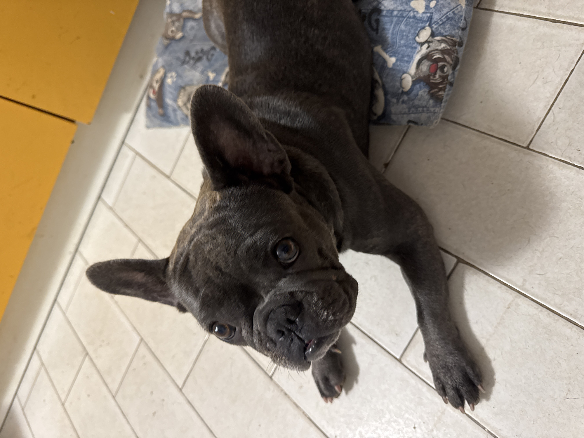 French Bulldogs lounging at home in San Benedetto del Tronto