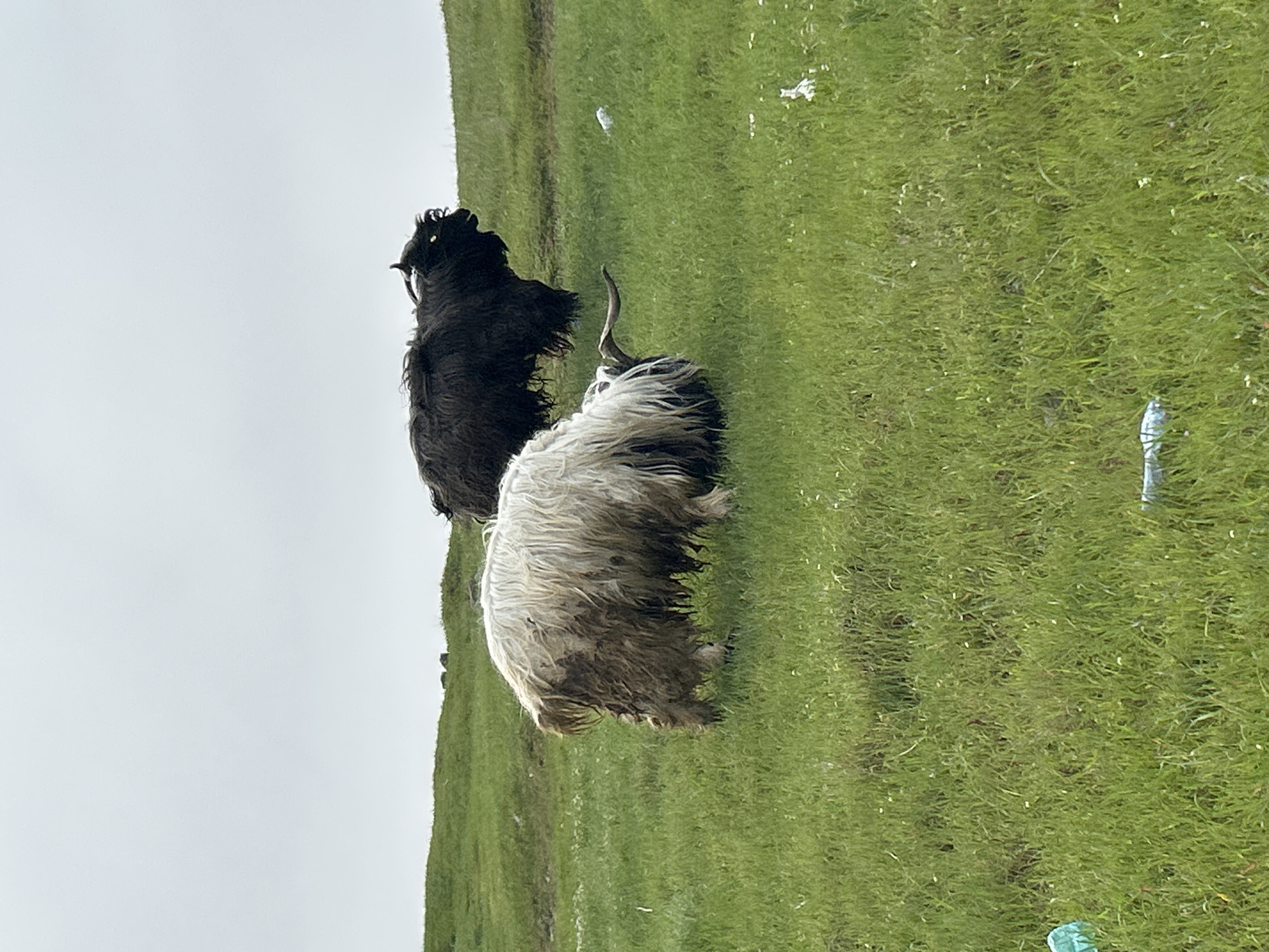 Goats graze hillside near cross structure in Burgas