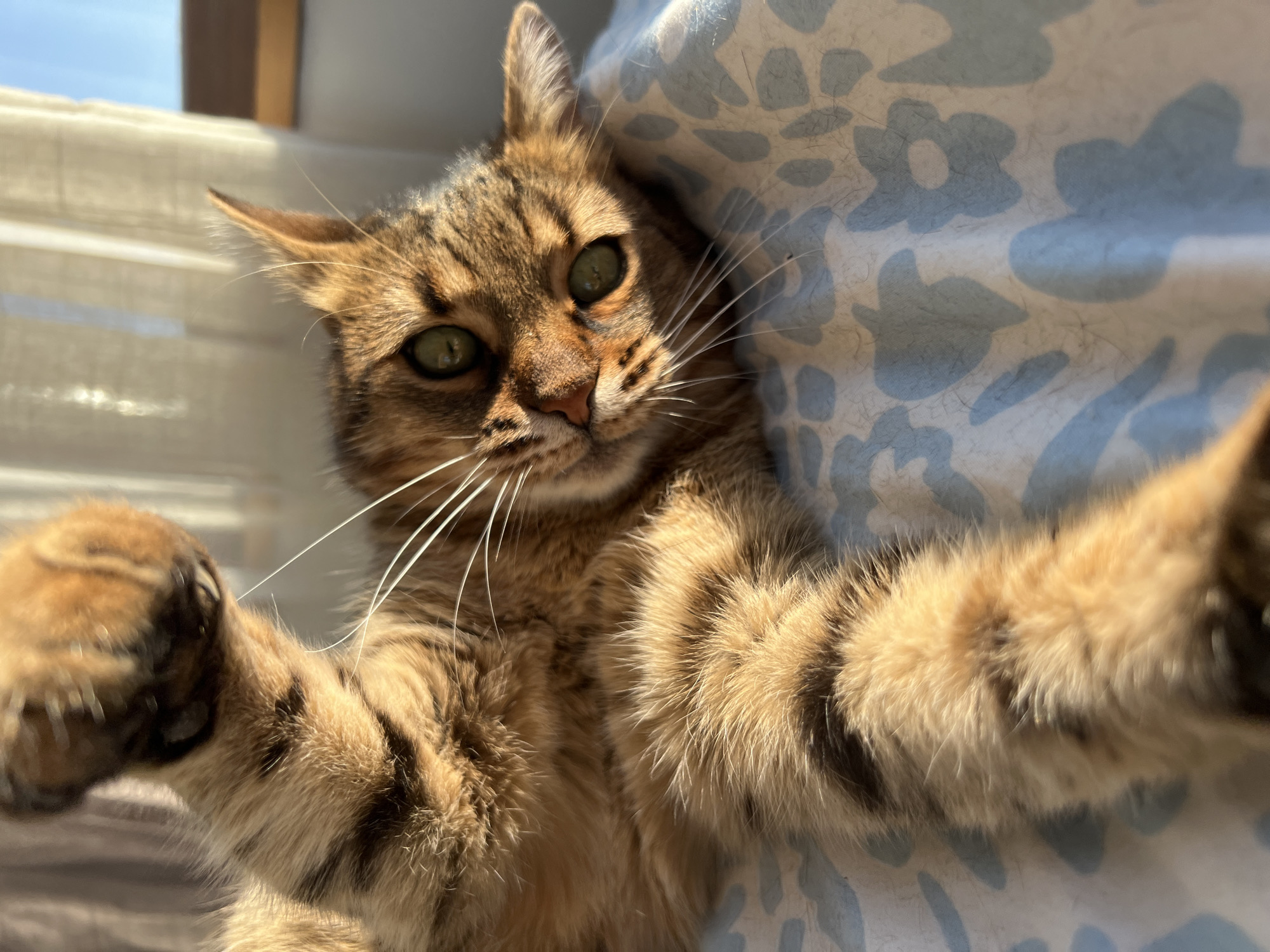 Tabby cat photographed indoors during afternoon in Beverwijk
