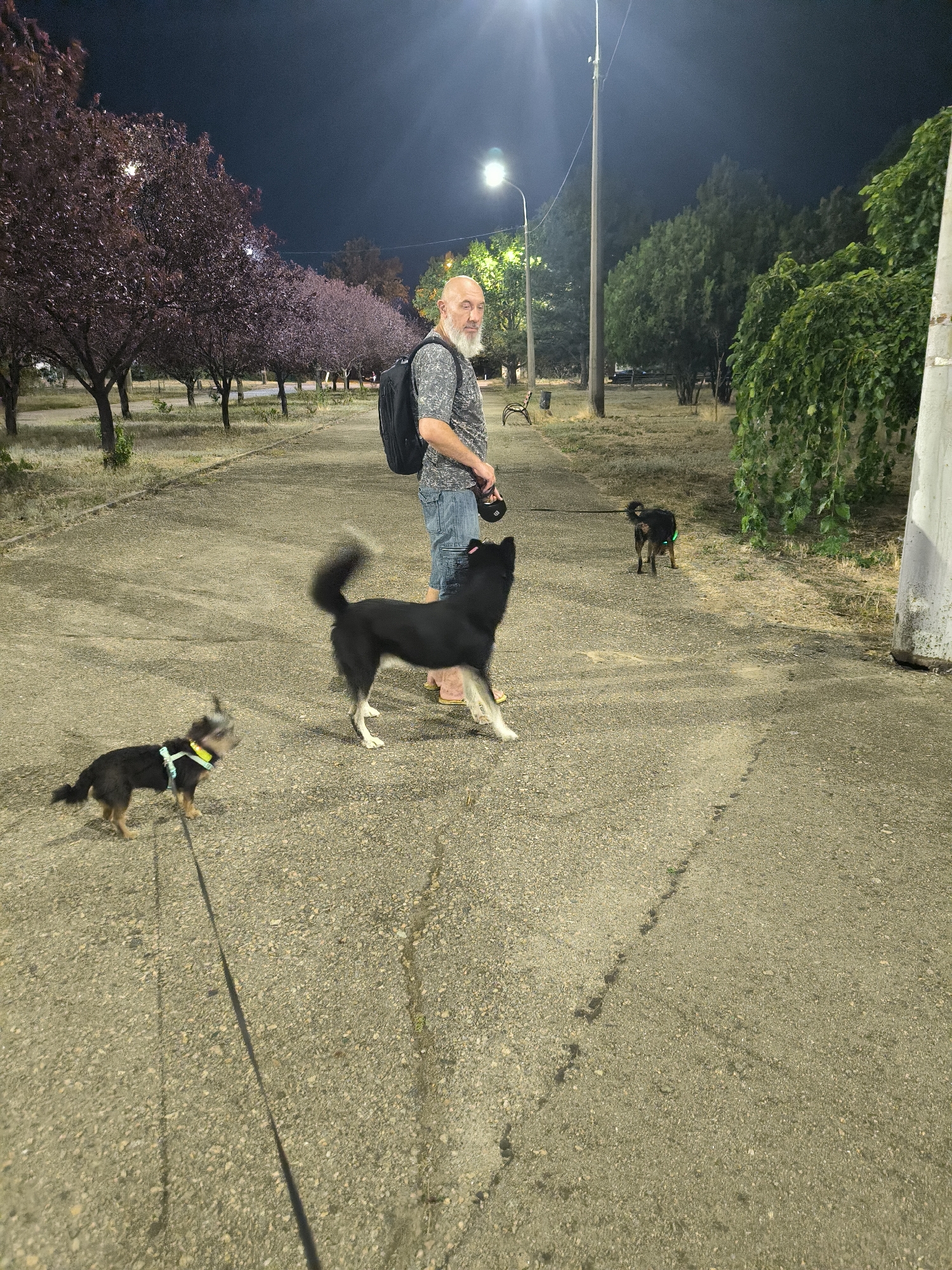 Evening dog walk along a Mykolaiv promenade, August night