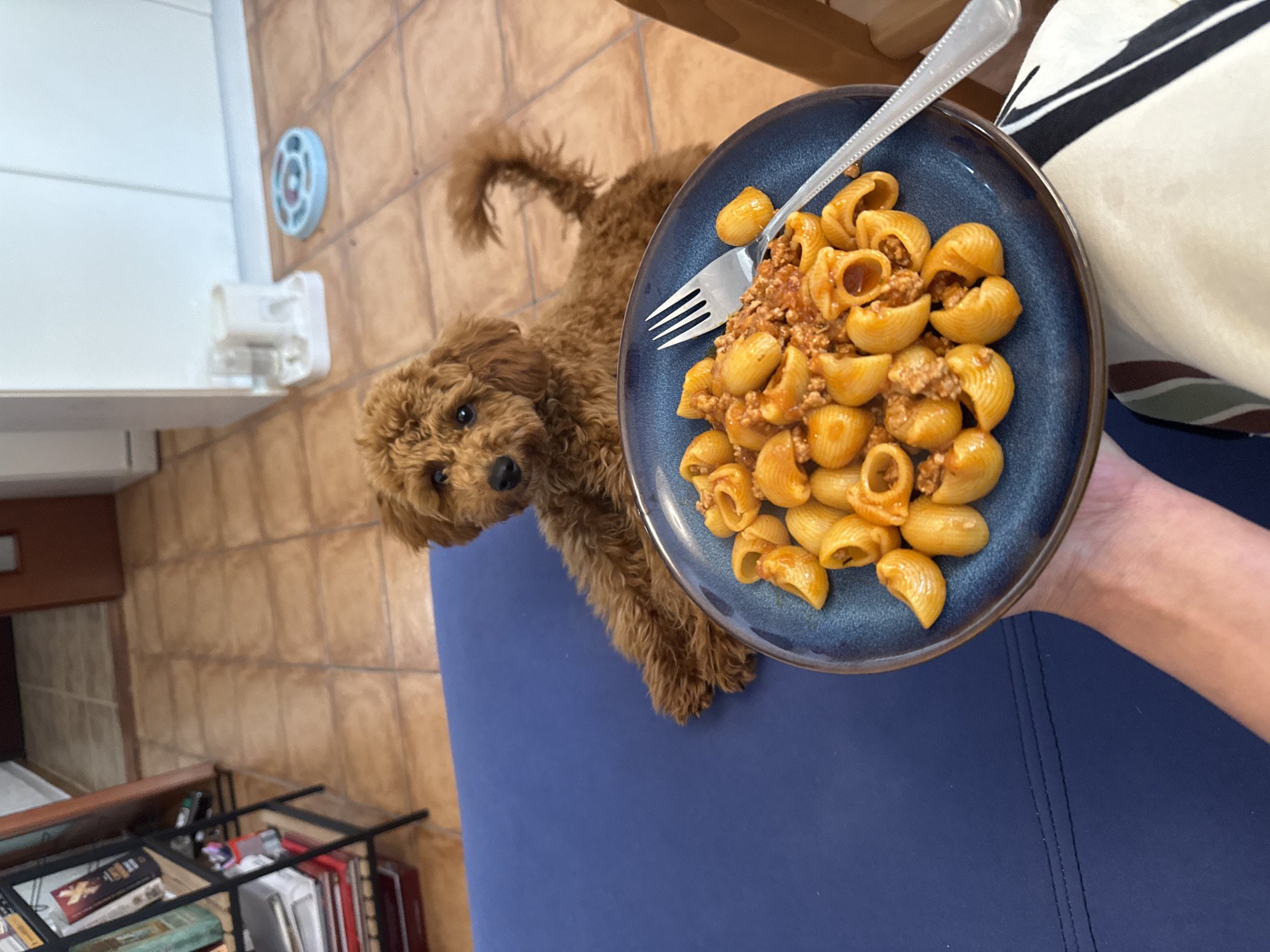 Woman cooks lunch with curious dog in Sutomore kitchen