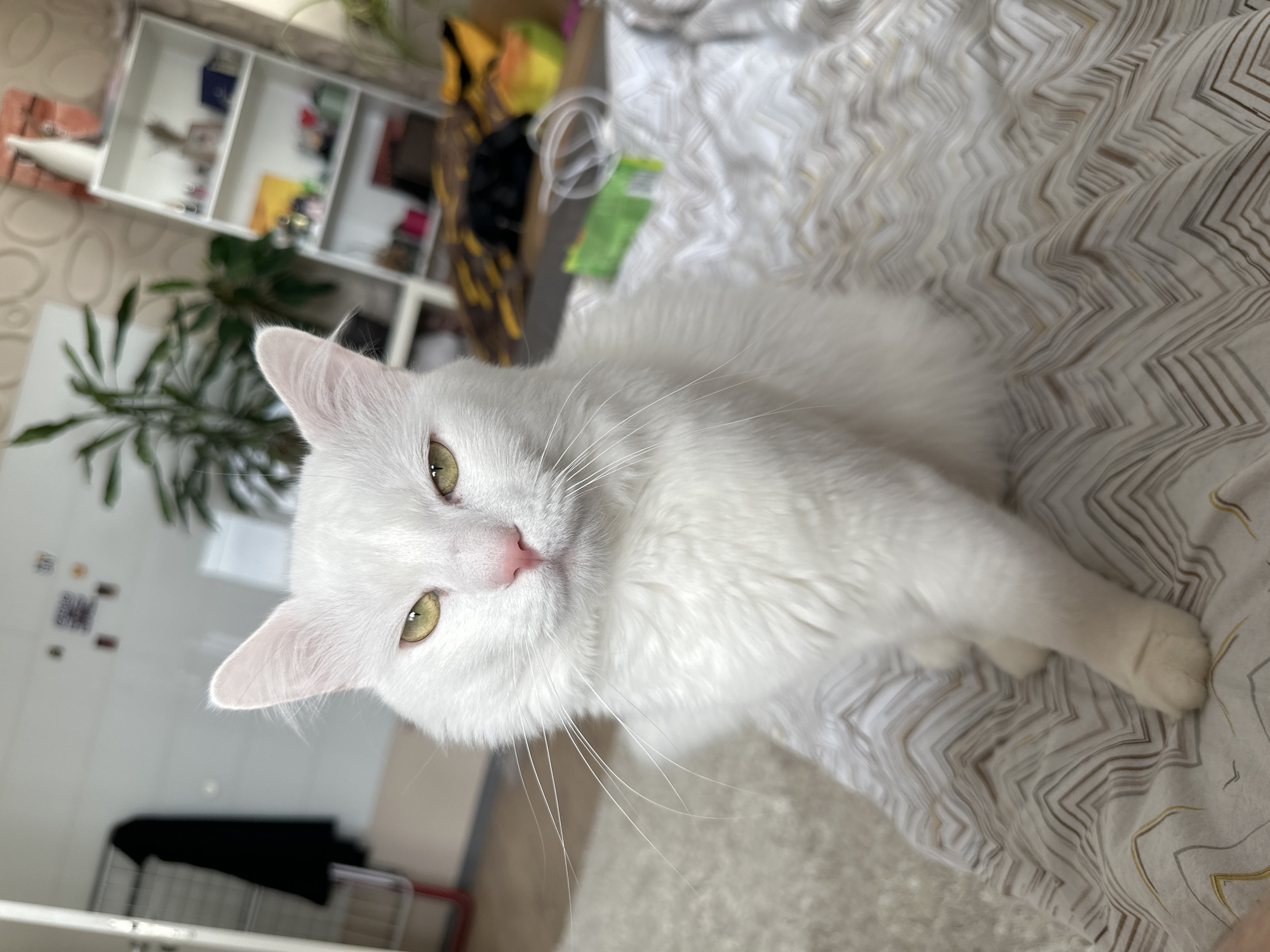 White cat spotted resting on geometric bedding in Sofia