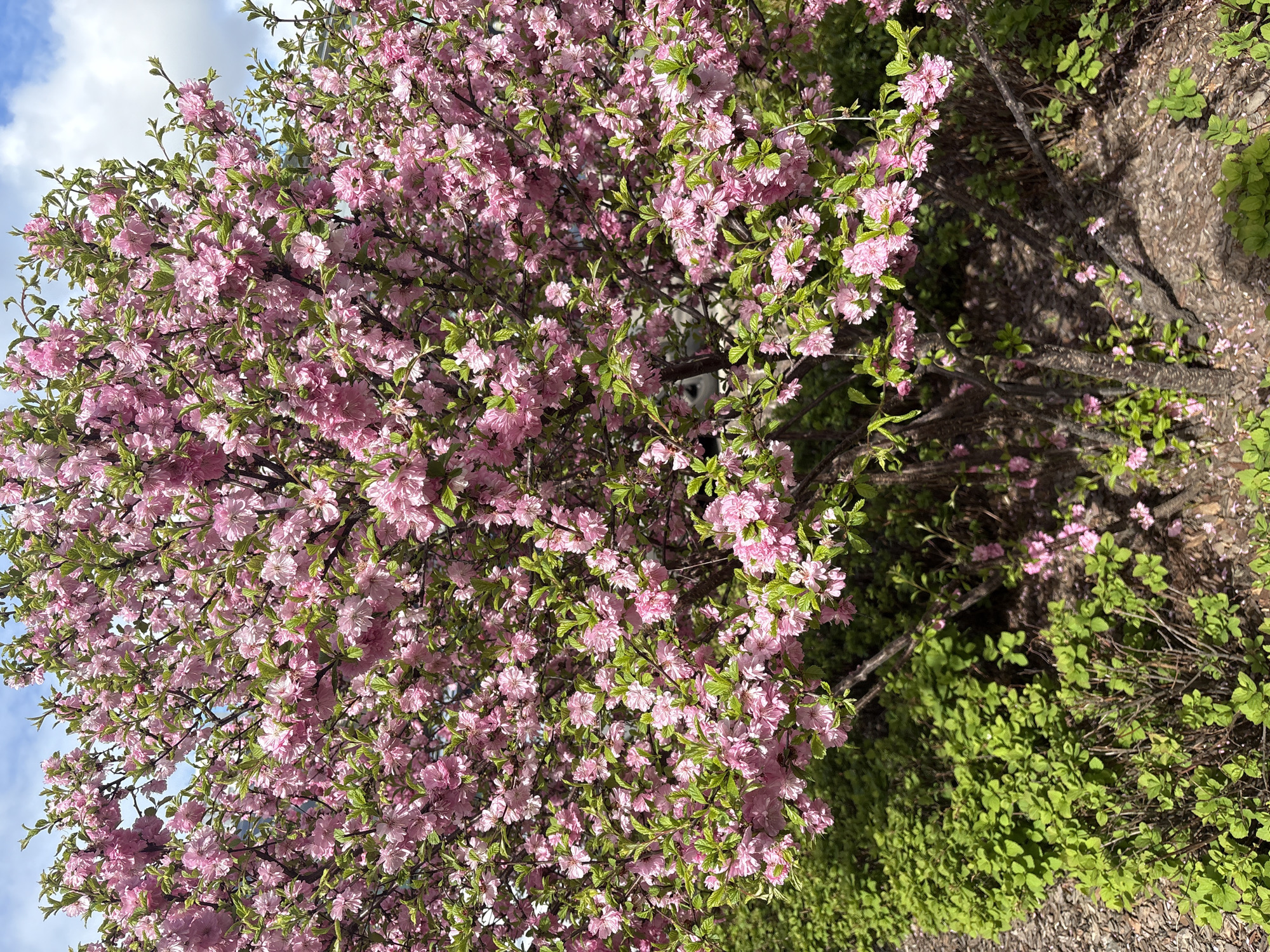 Pink flowering tree observed in early morning hours
