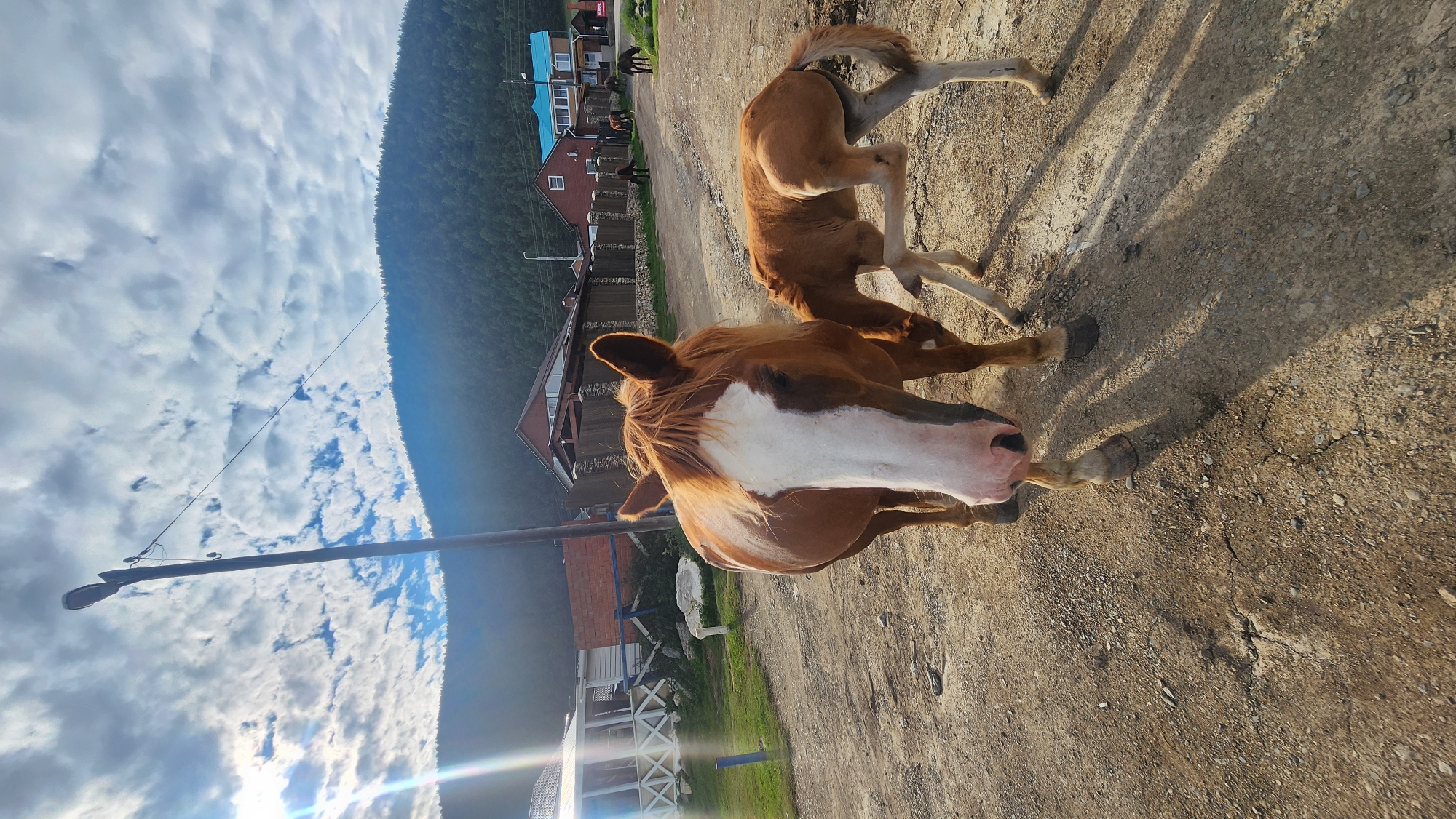 Horses by the sea on a calm coastal morning