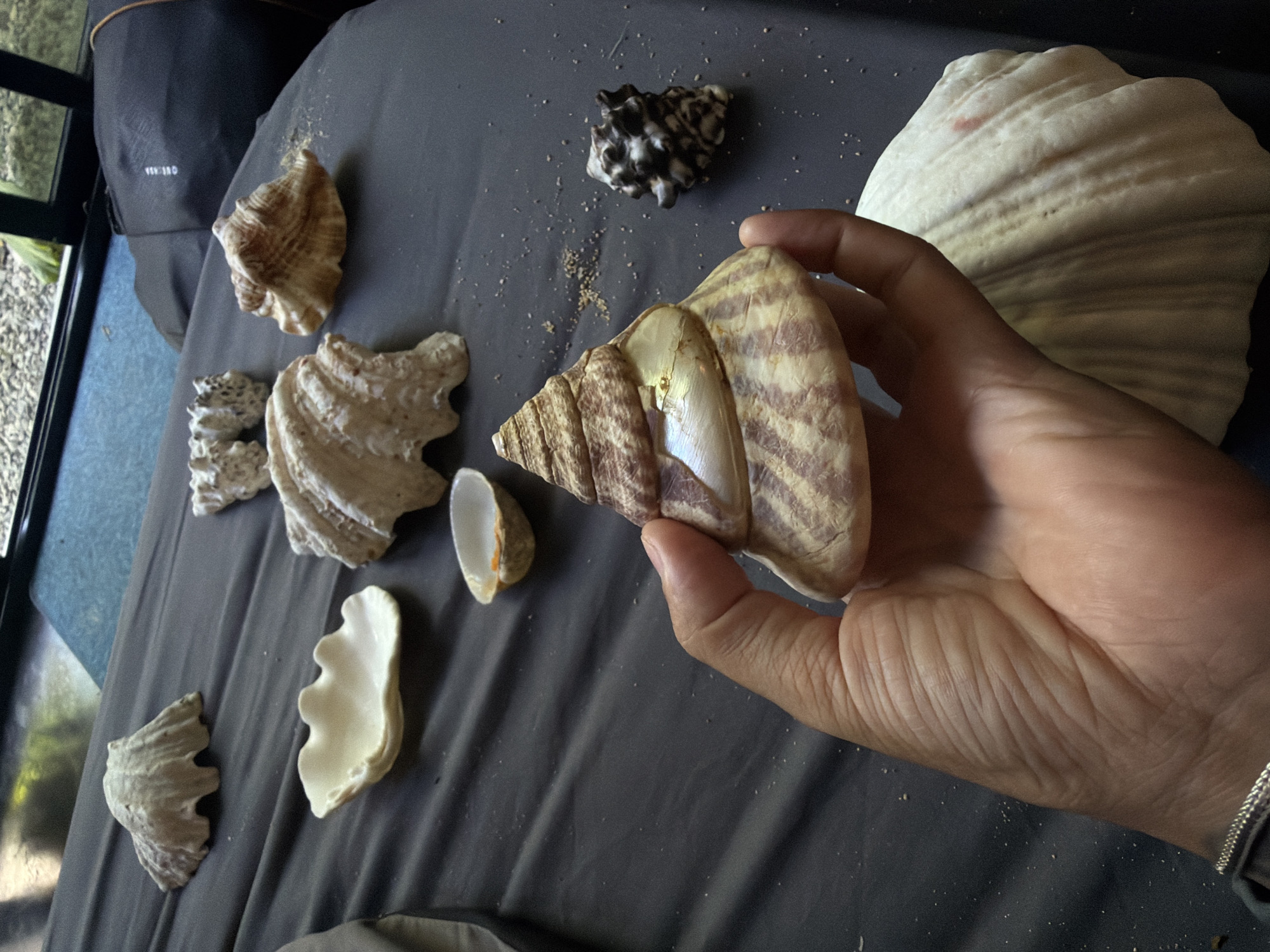 Seashell collection displayed indoors in General Luna, Philippines