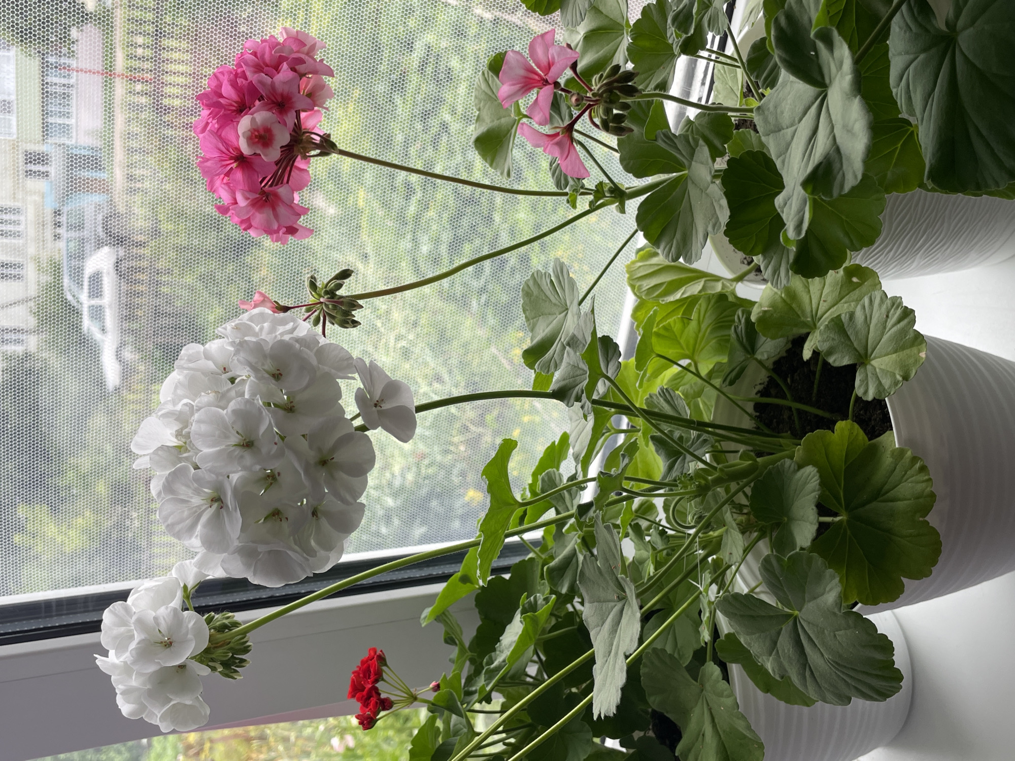 Geraniums on a windowsill and a heterochromatic Husky in Kumyony