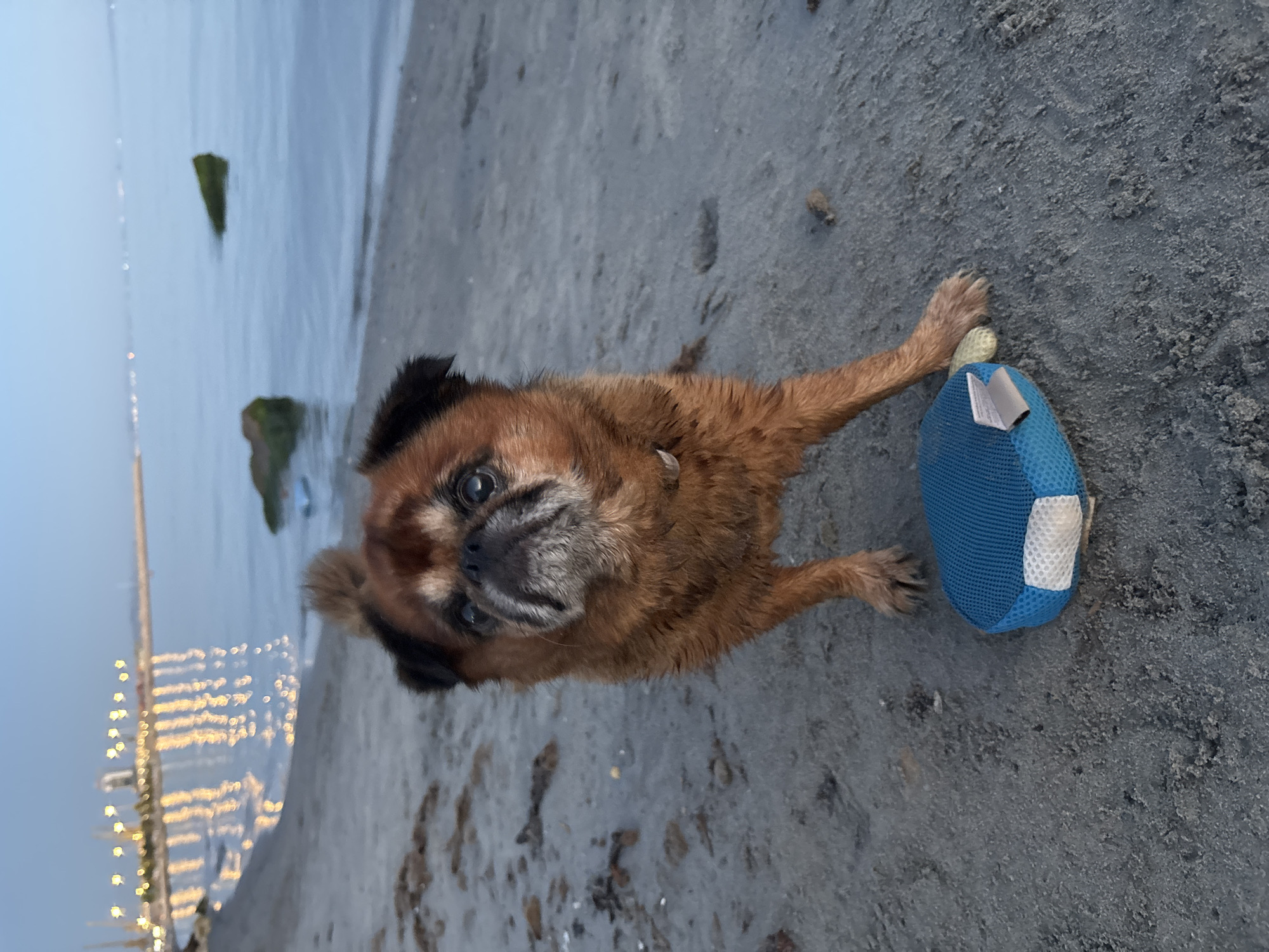 Dog plays on Durrës beach at twilight along the Albanian coast
