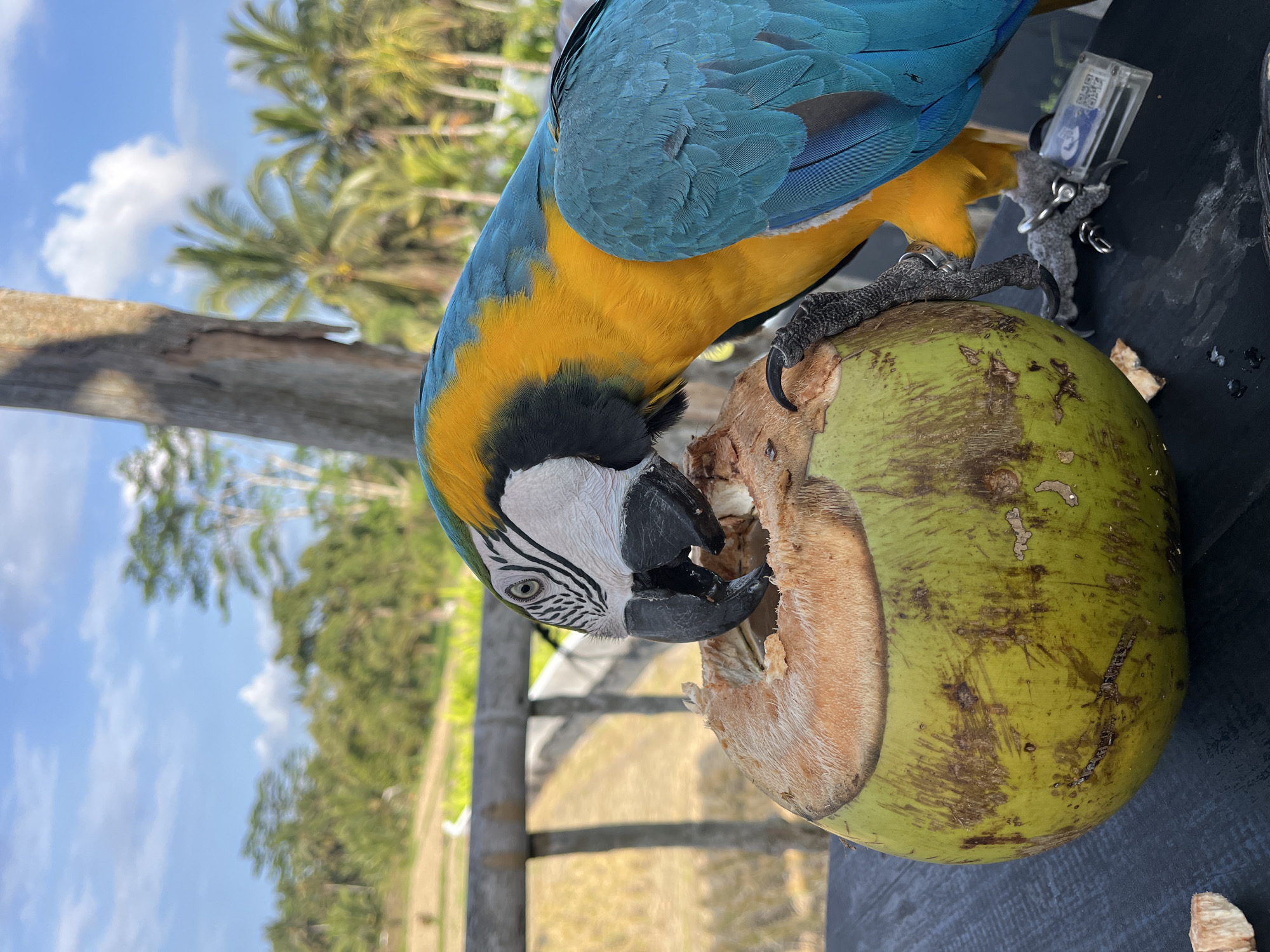 Blue and yellow macaw perched and foraging in Tegallalang