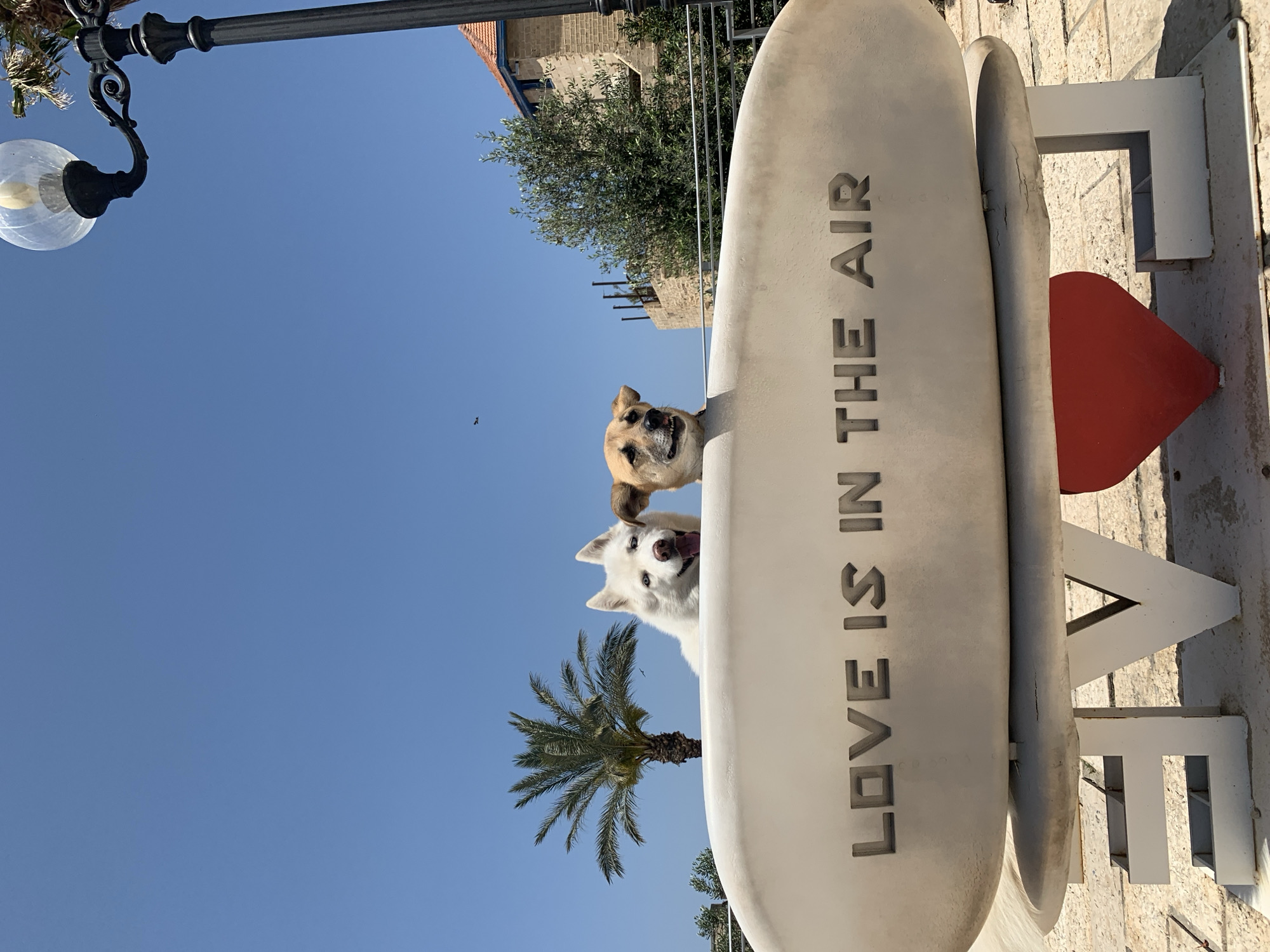 Two dogs spotted outdoors in Tel Aviv under clear skies