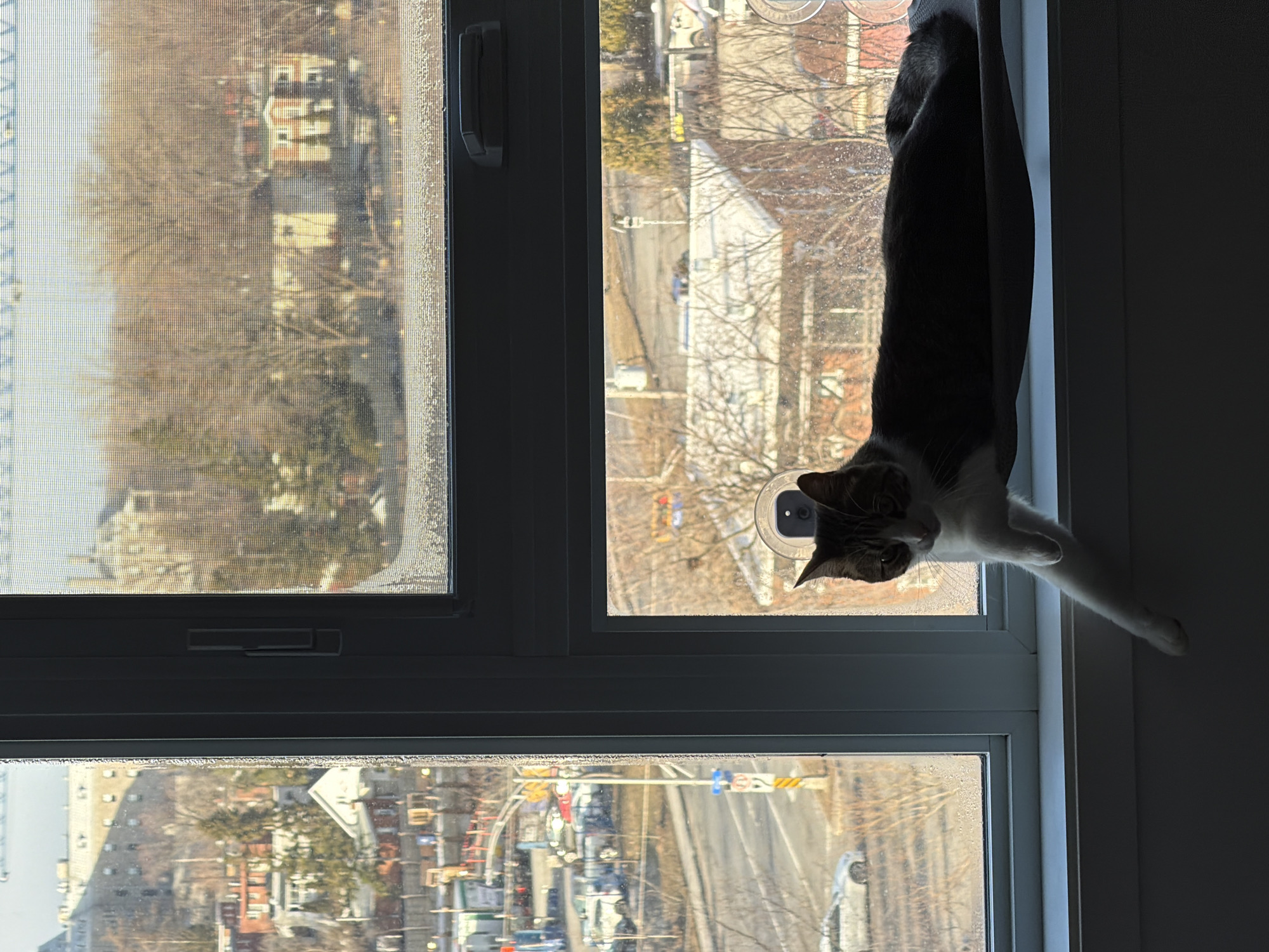 Cat sits on window sill overlooking Laval cityscape