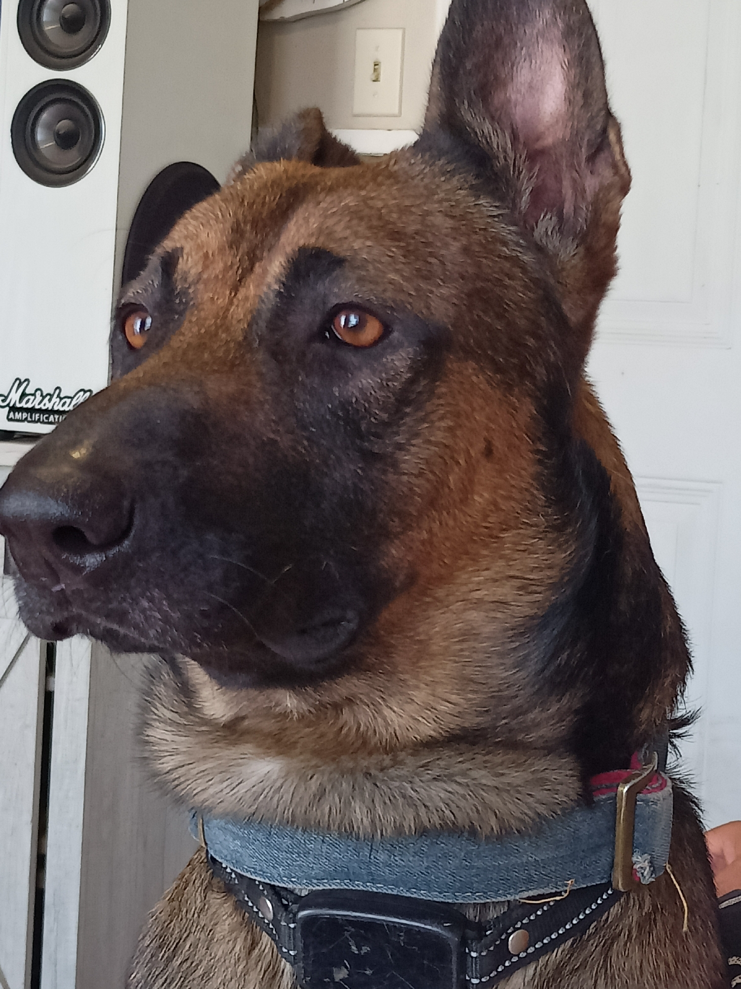 German Shepherd at home in Amarillo, multiple angles