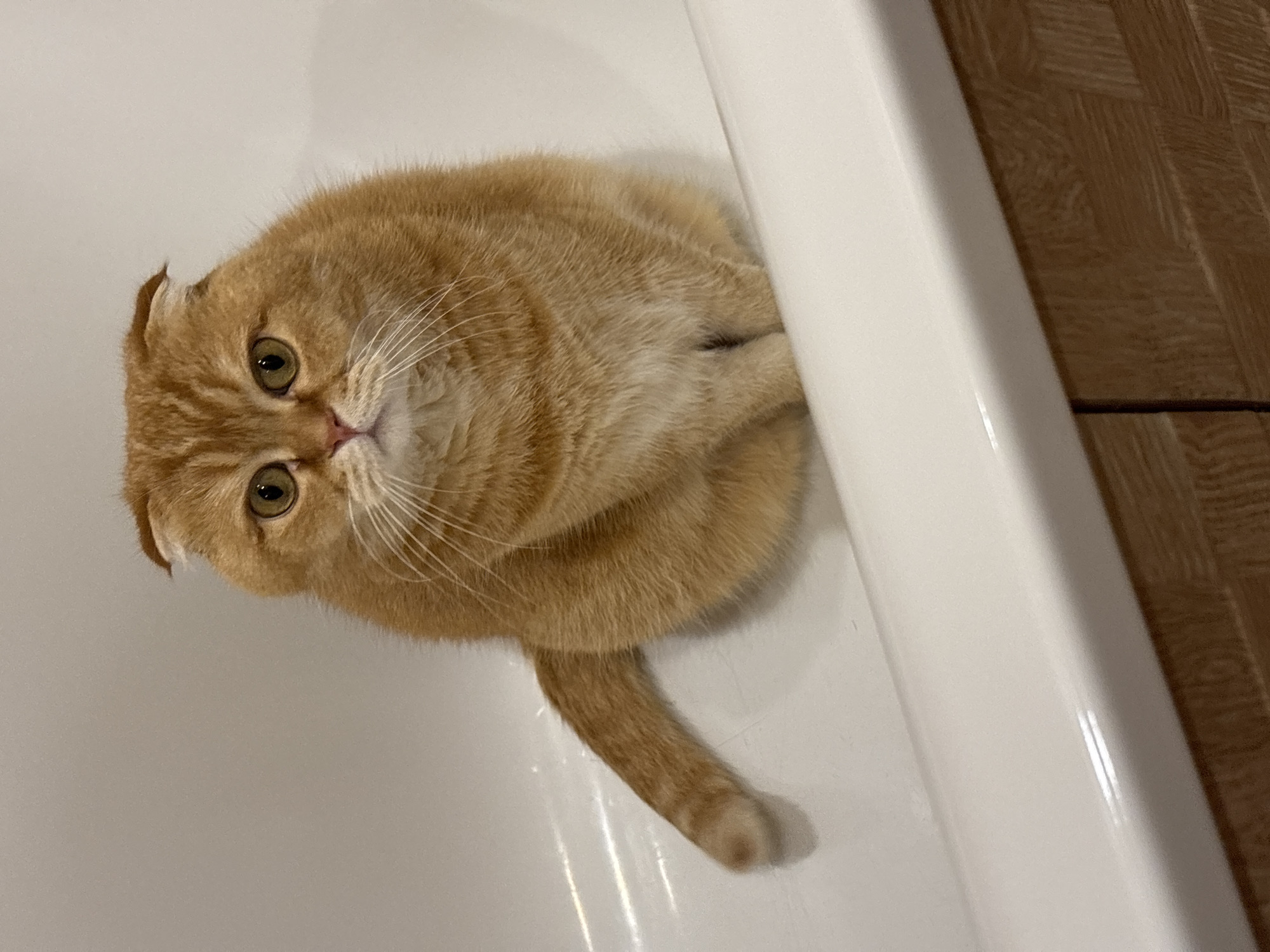 Scottish Fold cat relaxes, plays, and poses around the house