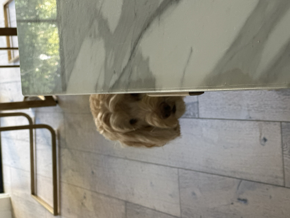 Dog seeks shelter under marble table in Los Angeles