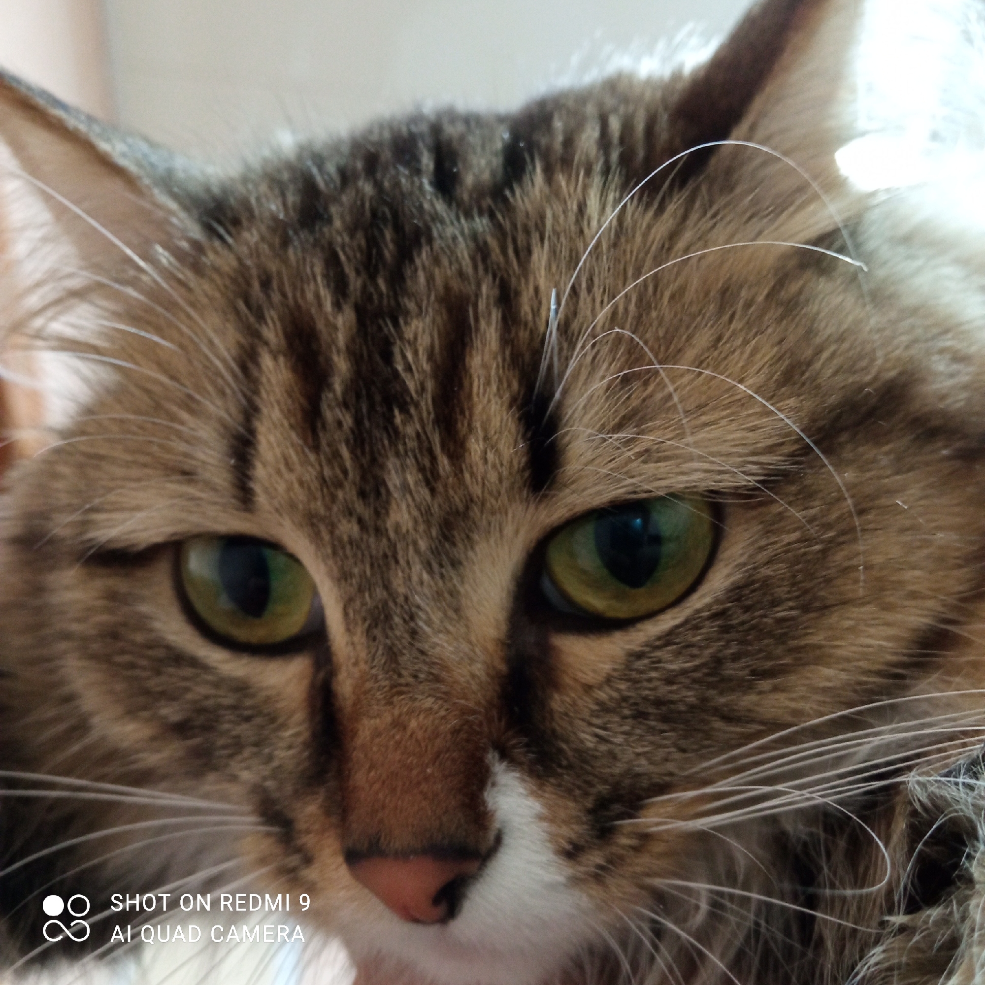 Tabby cat with green eyes photographed in Chaikovsky, Russia