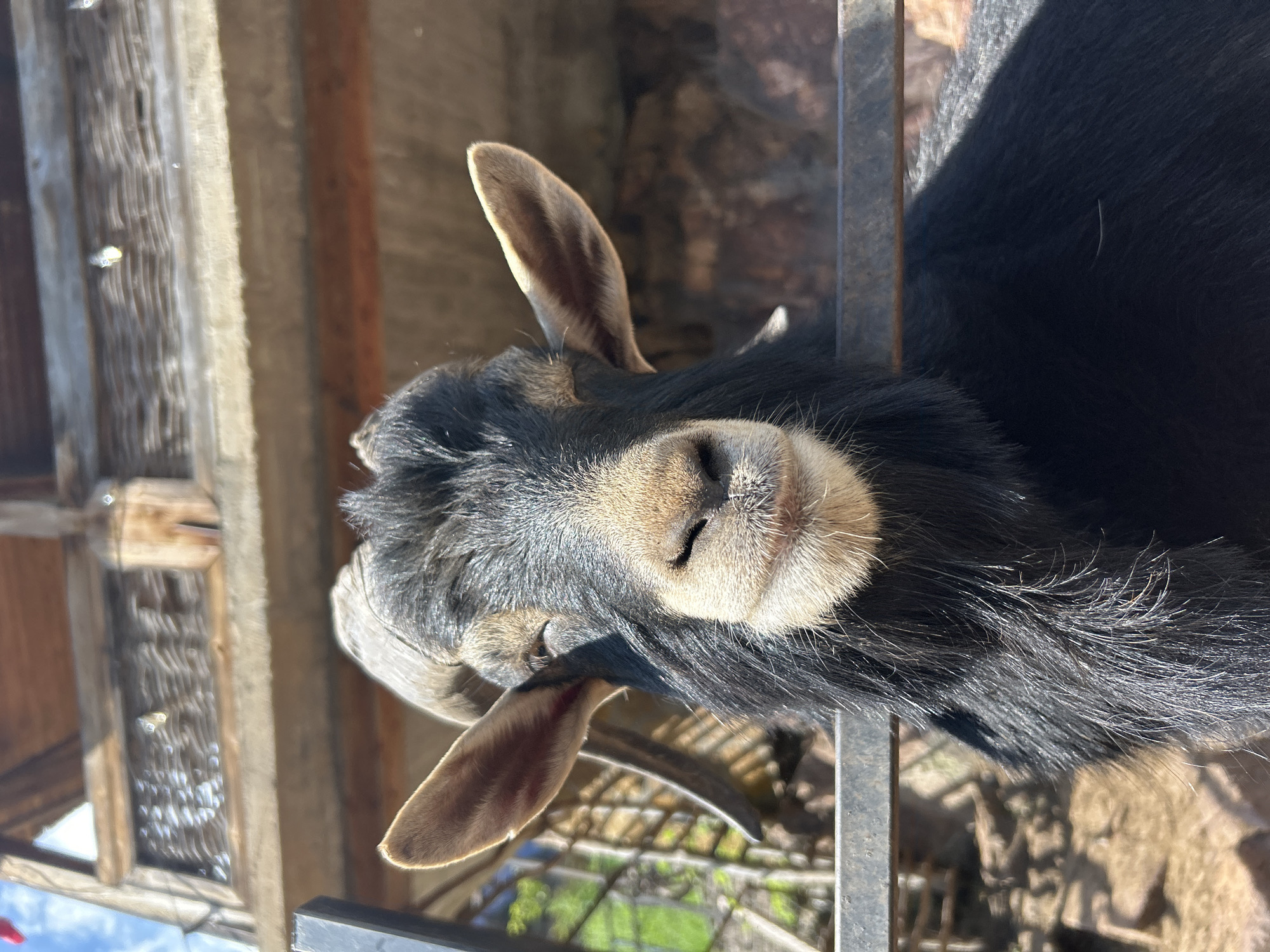 Goats, horses, and mountain scenery at Krasny Kurgan