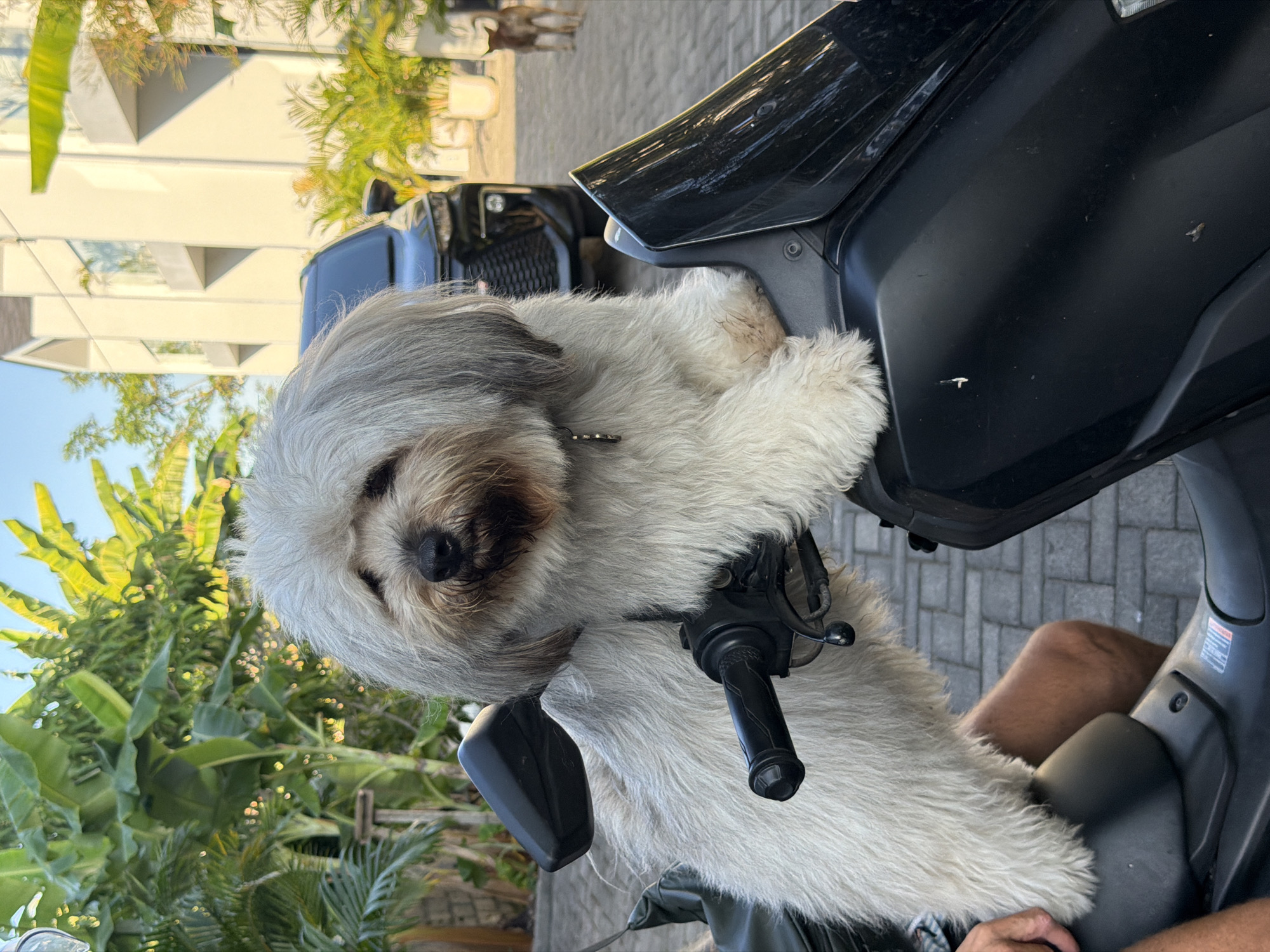 Fluffy dog hitches a scooter ride through Kuta Selatan