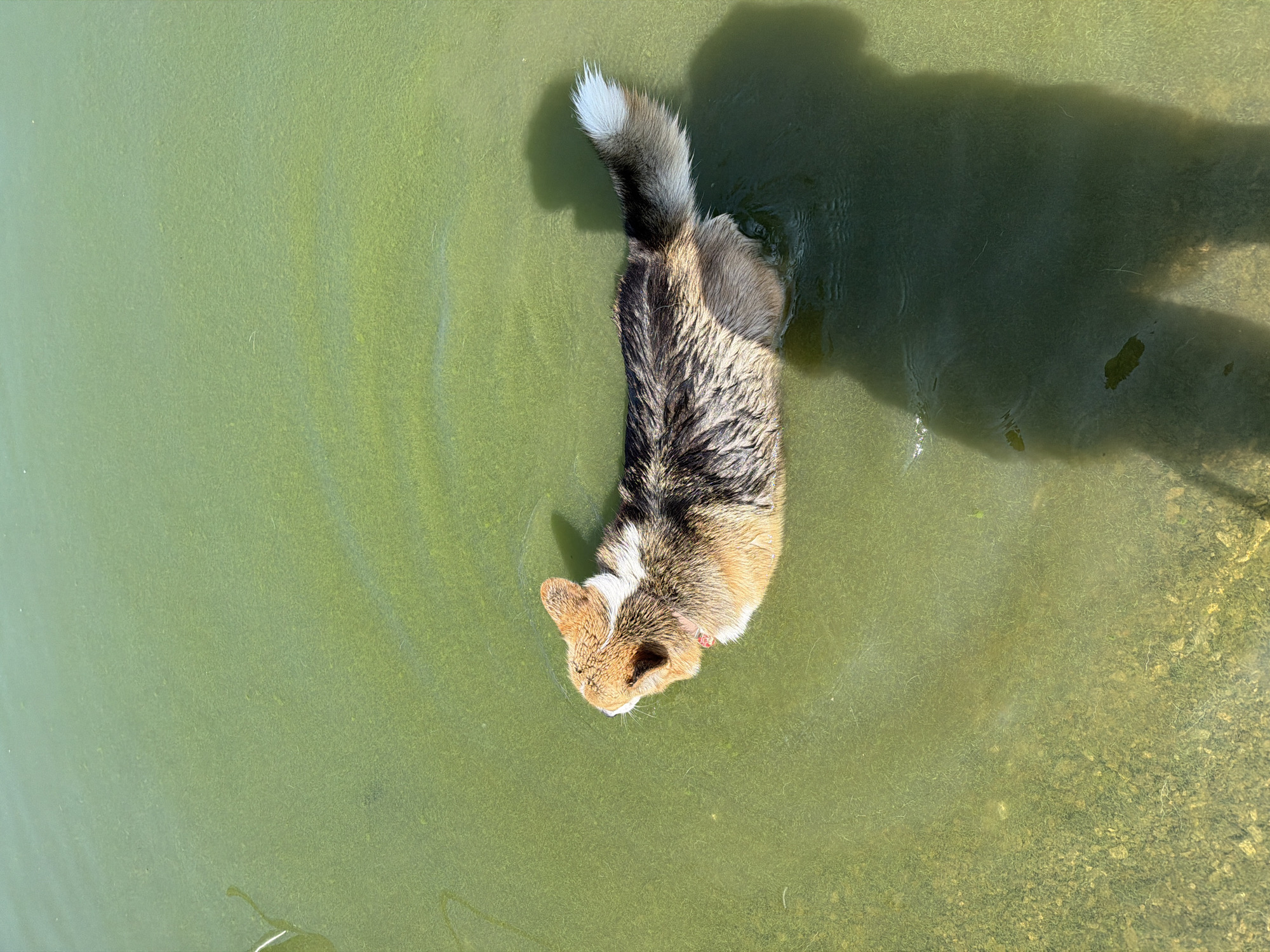 Corgi takes a swim in a lake at Muhr am See